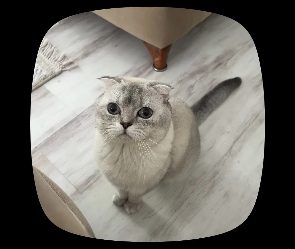 Acil ve sevgi dolu yuva aranıyor