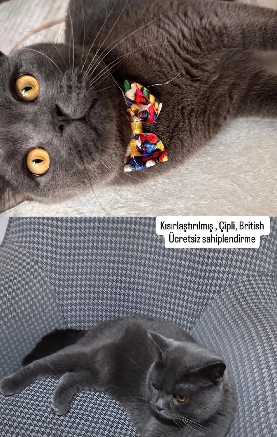 her şeyiyle ücretsiz çipli british kısır 2 yaşında erkek