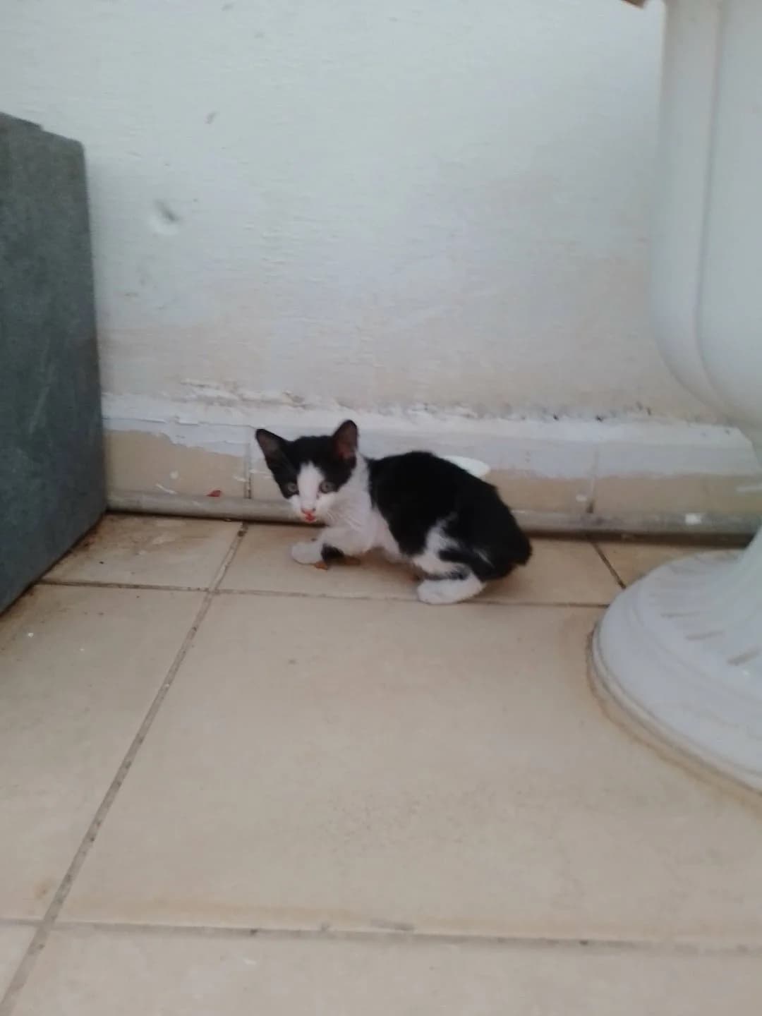 yavru kedi