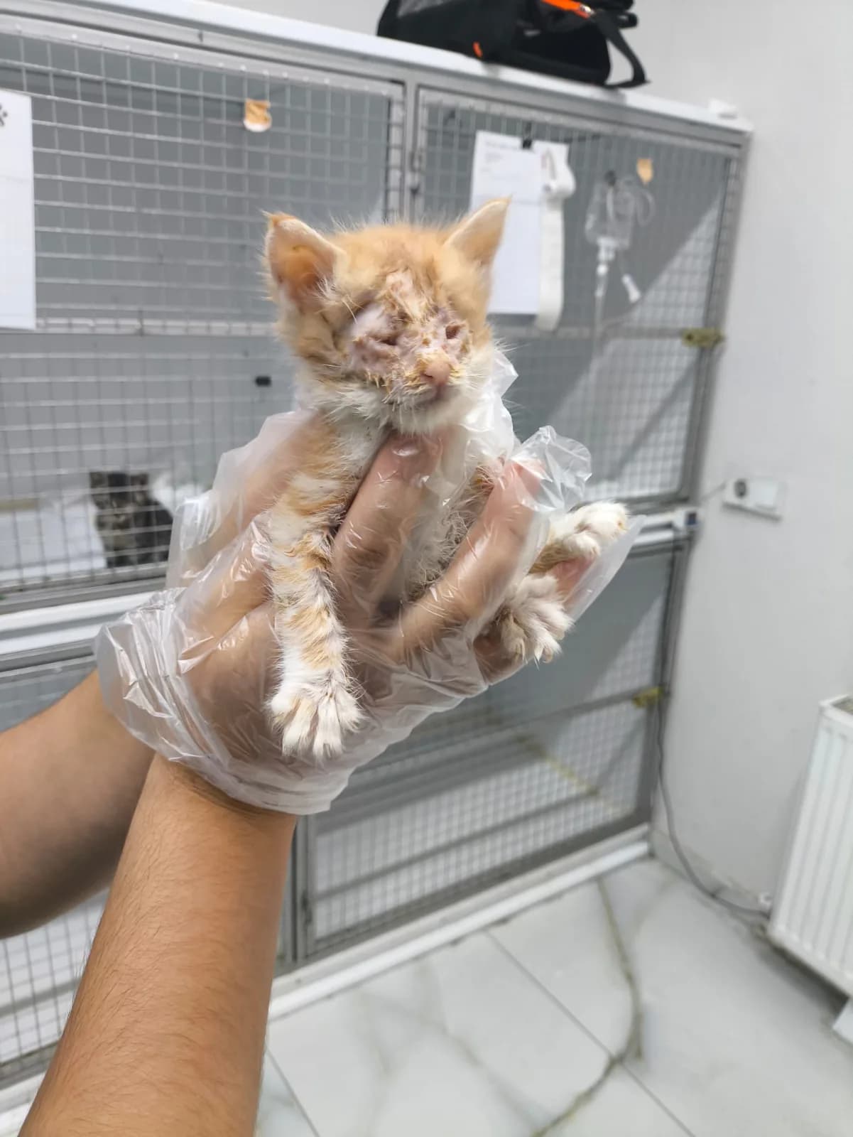 🐾 ACİL YUVA ARANIYOR – KONYA 🐾 İKİ GÖZÜ DE GÖRMÜYOR-MAMA YİYEBİLİYOR
