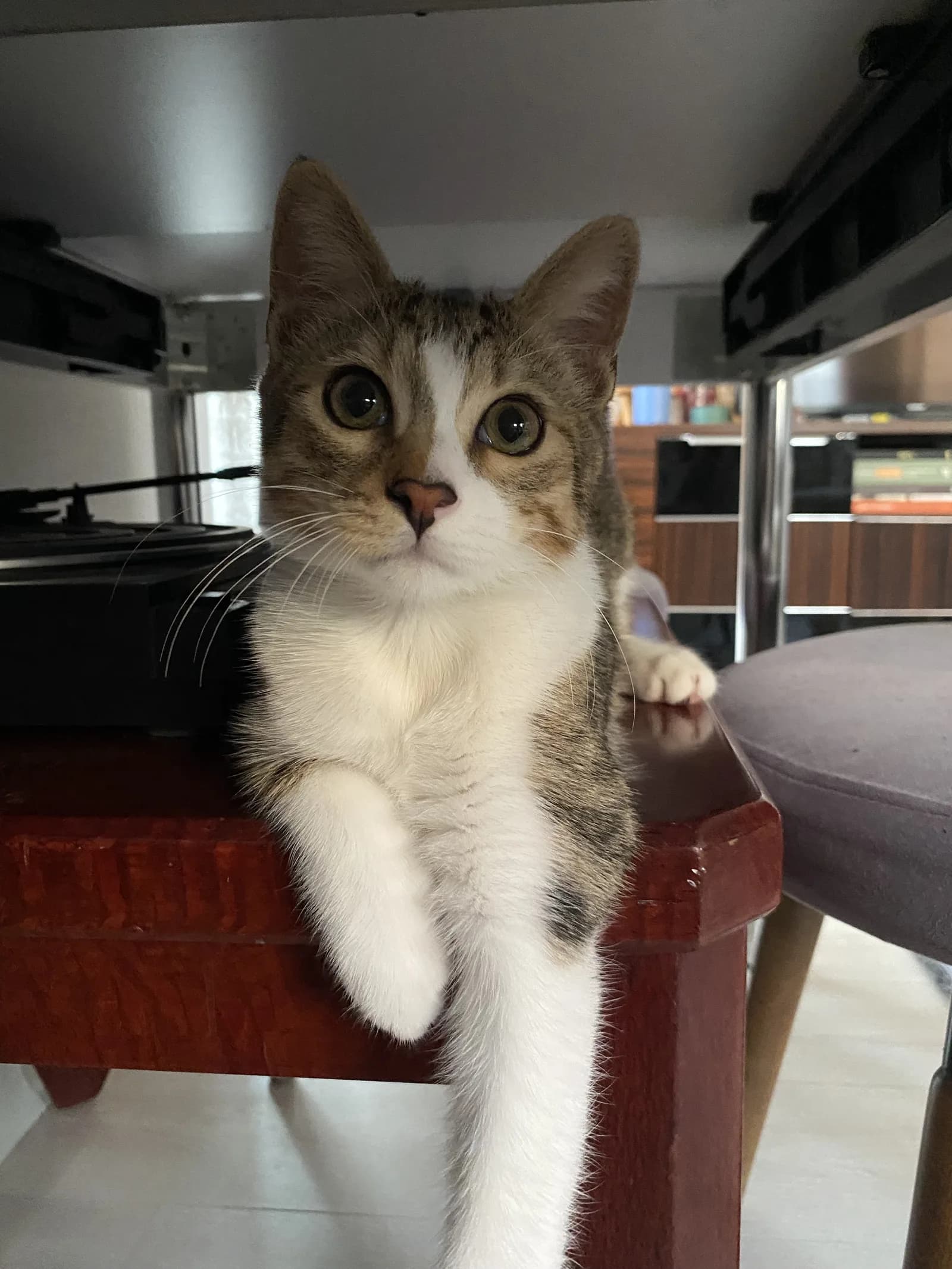 ODİN BEBEK ÖMÜRLÜK YUVA ARIYOR