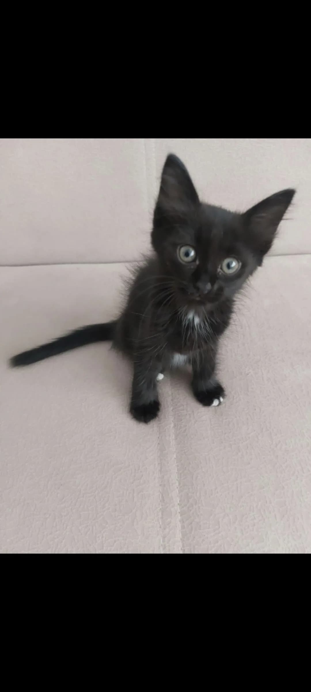 Minoş , açil yeni yuva arıyor