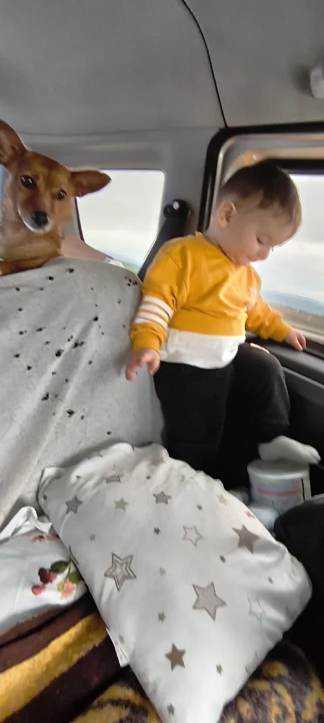 köpeğimi acil sahiplendirmek istiyorum