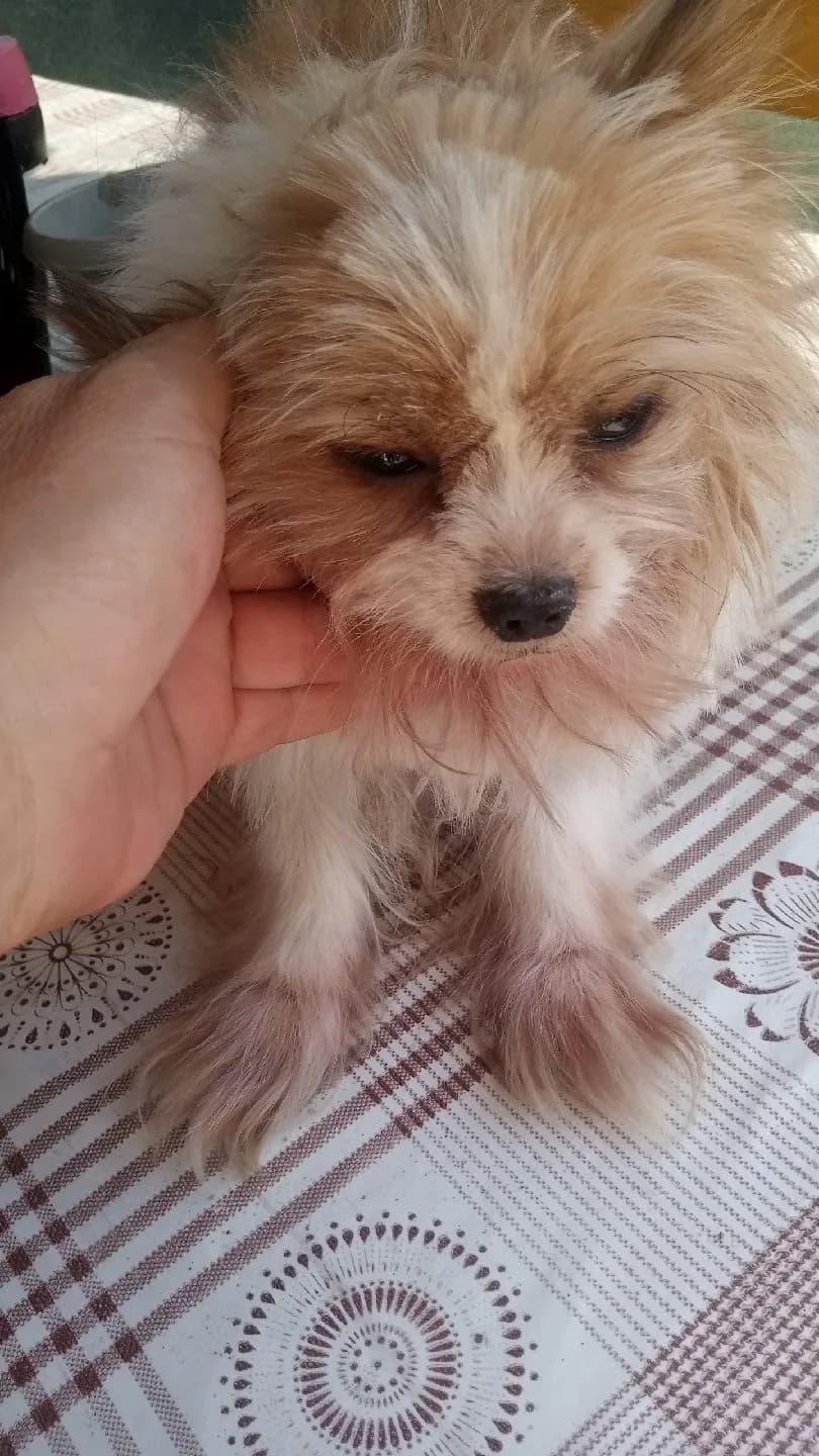 YORKİ SHERE KOPEGİMİ UCRETSİZ AİLE ARİYORUM