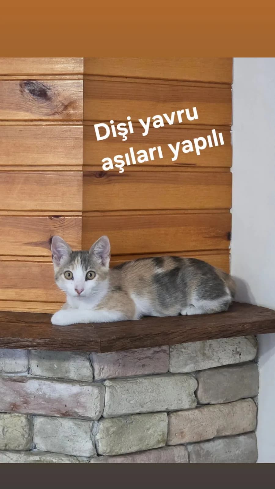 Sevecen Kızımız Şilaya Ömürlük Yuva Arıyoruz