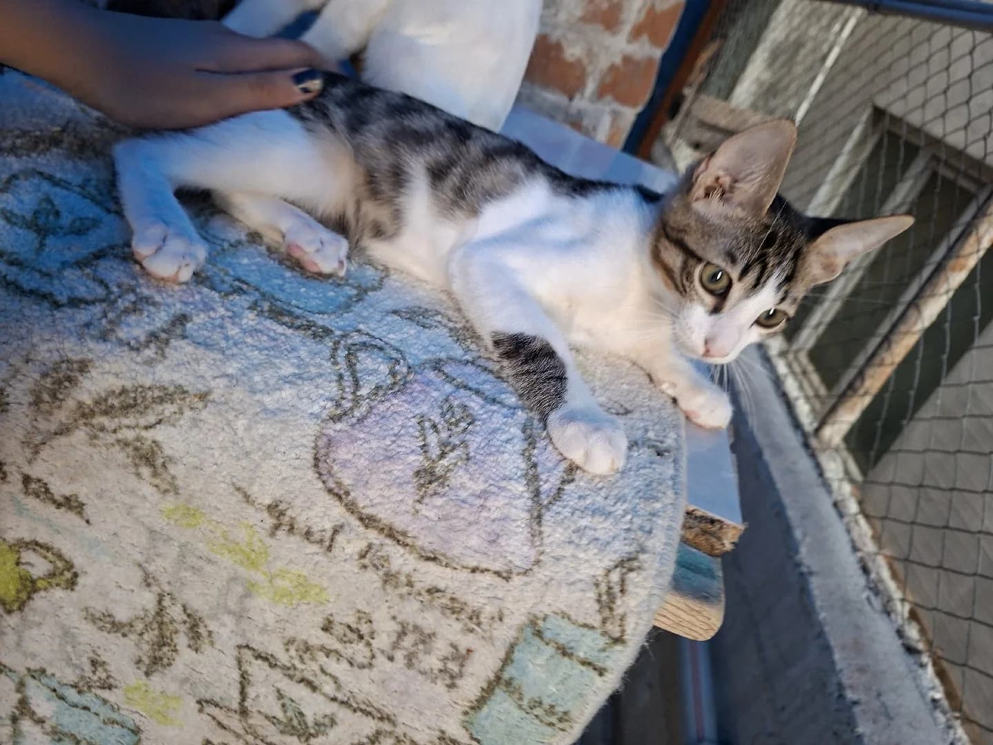Tekir 3 aylık erkek kedi