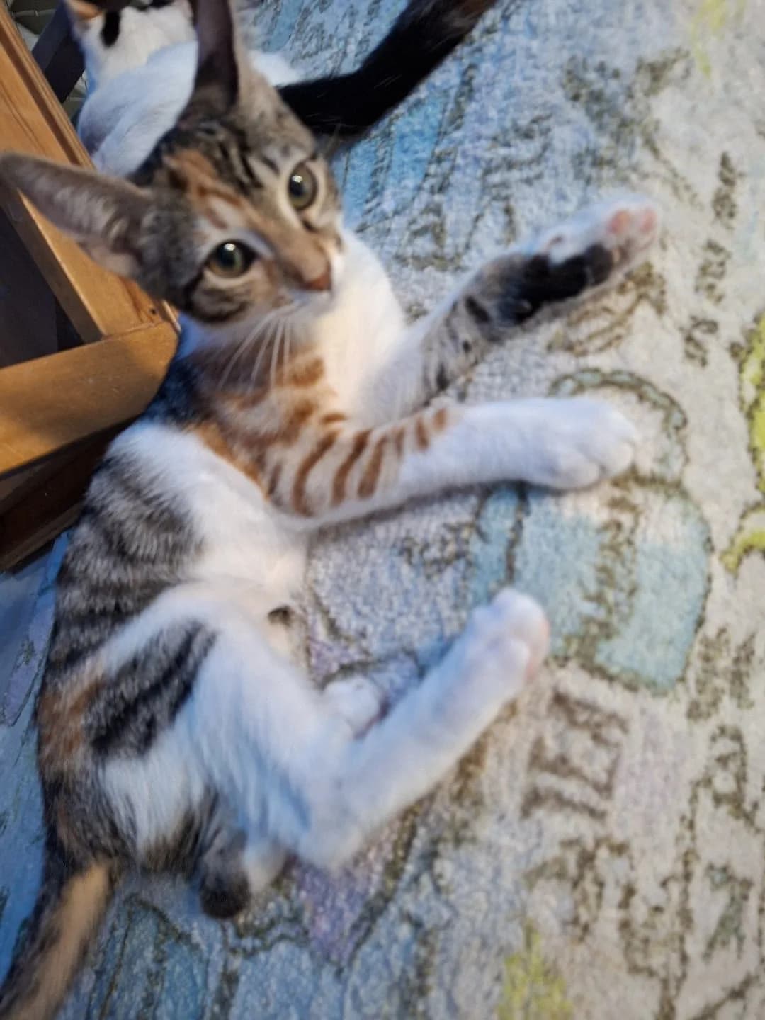 Tekir 3 aylık dişi kedi