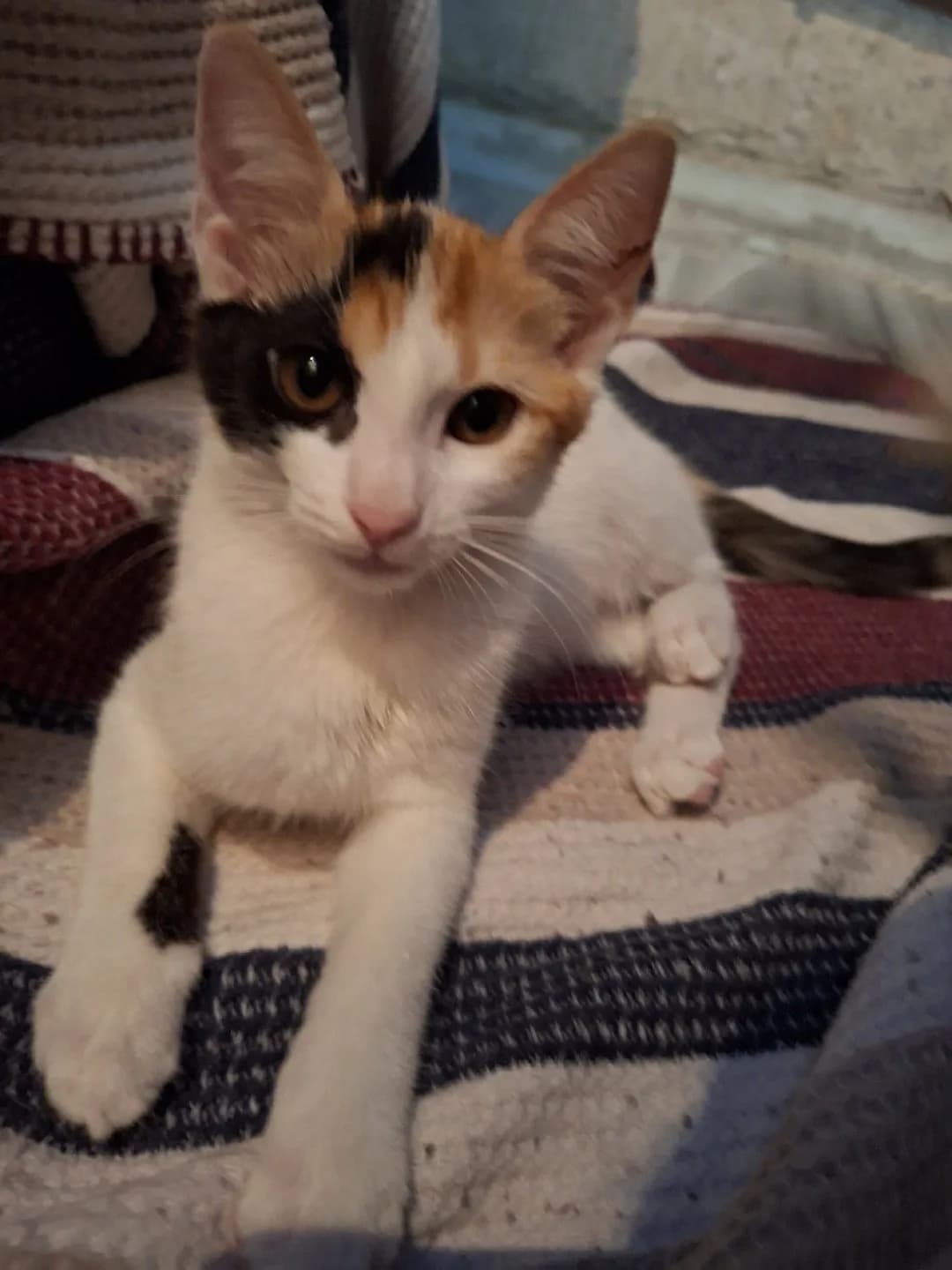Tekir kaliko 3 aylık dişi kedi