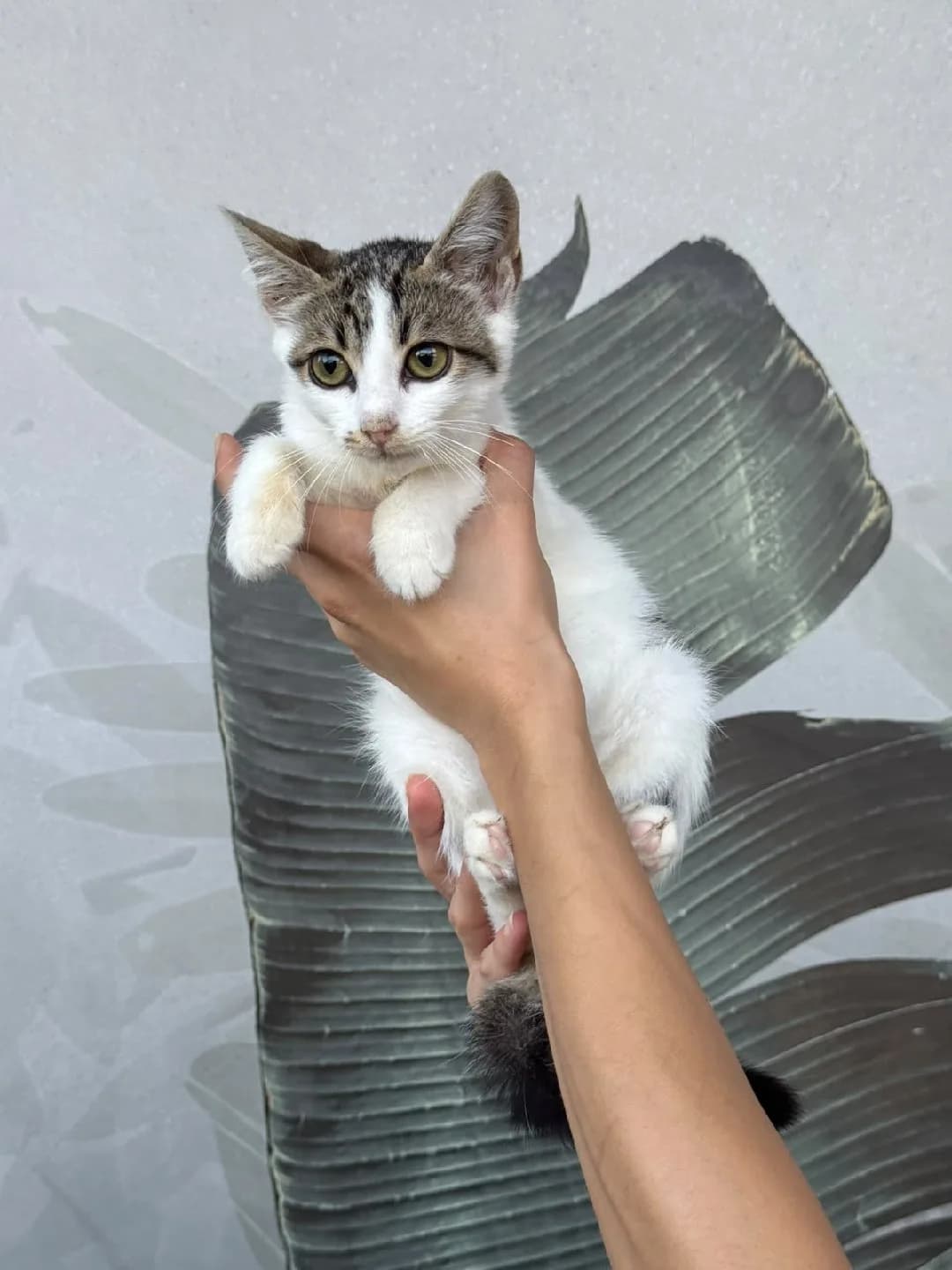Papatya kıza acil yuva