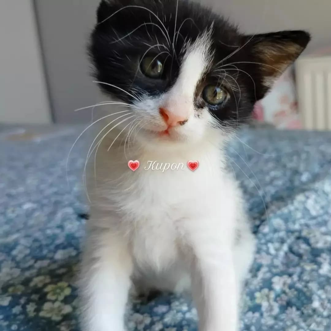 yuva arıyorum