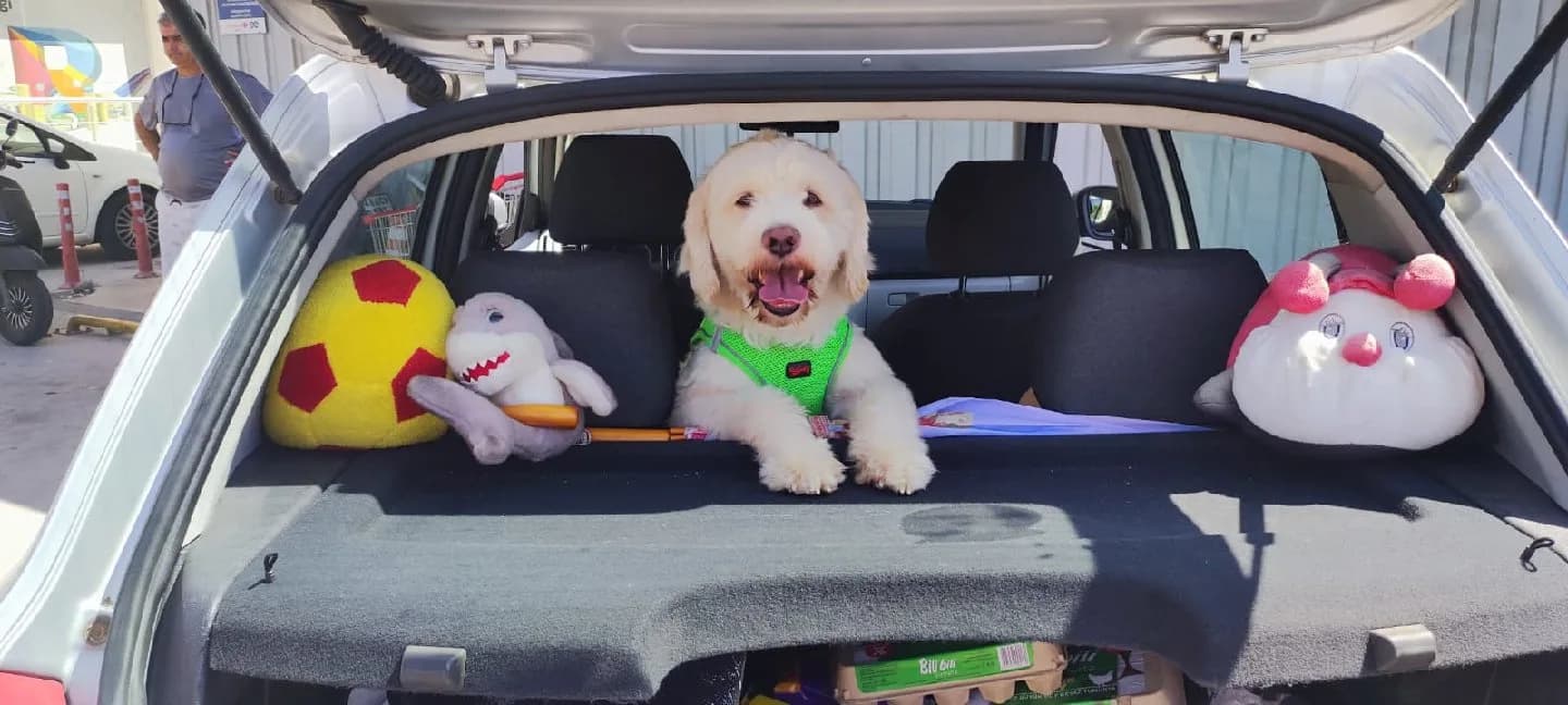Köpeğimi sahiplendirmek istiyorum