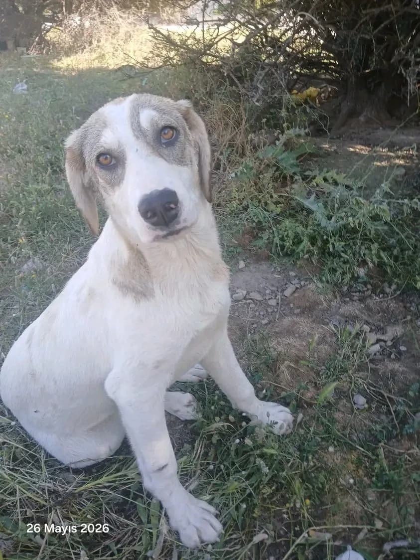 dişi kardeşler