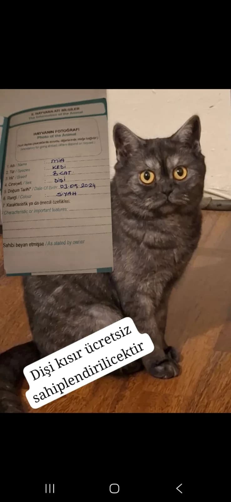Sevgi dolu yuva arıyoruz
