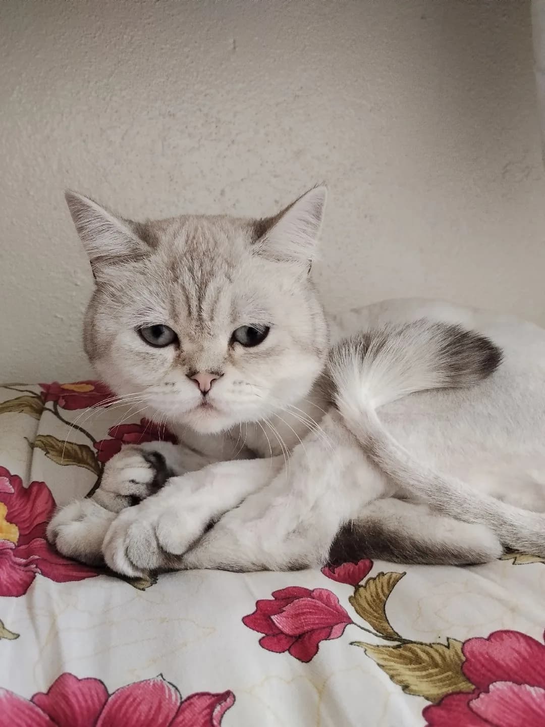 kedi sahiplenme