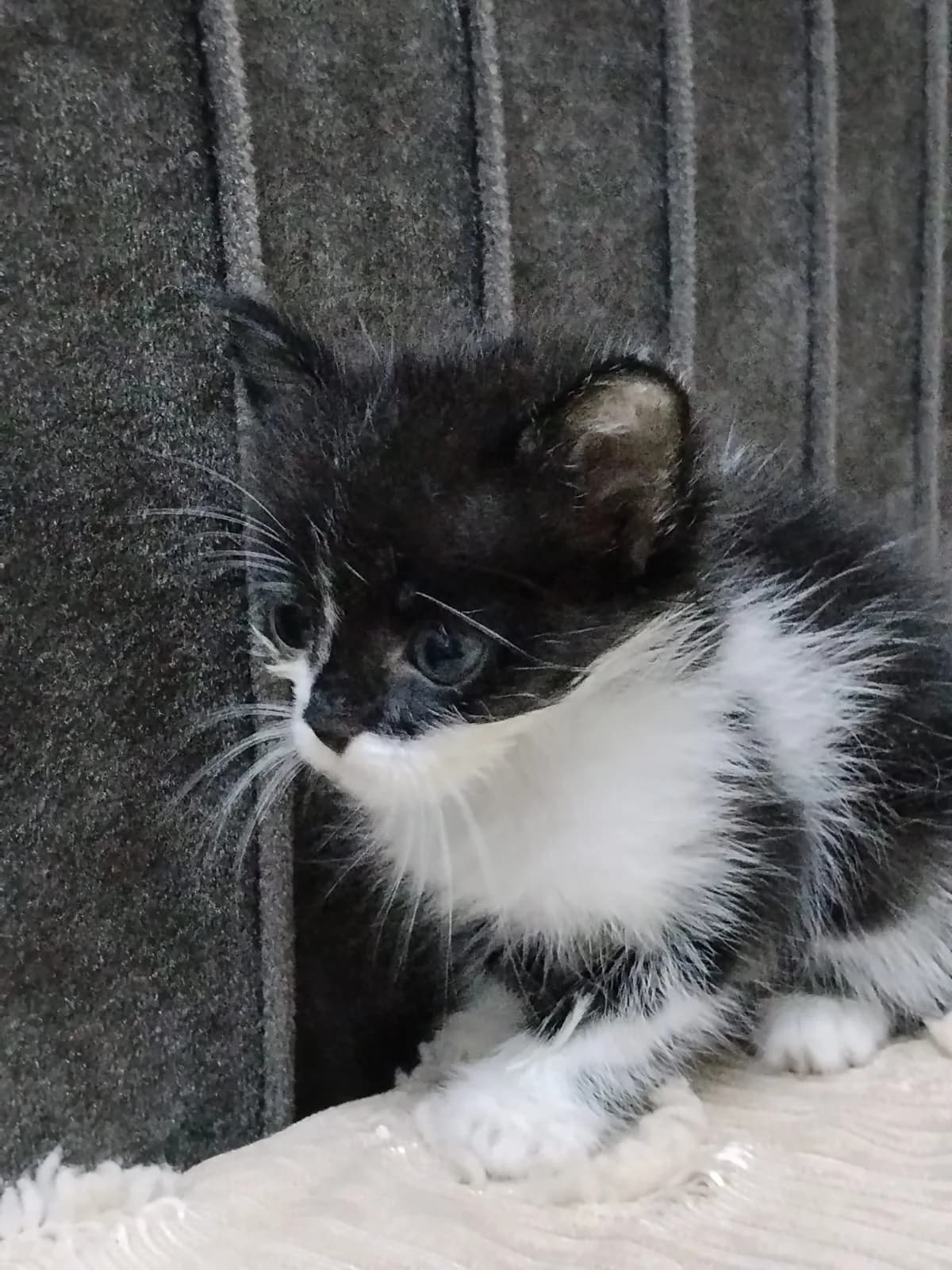 Bu minik bebişe yuva aranıyor