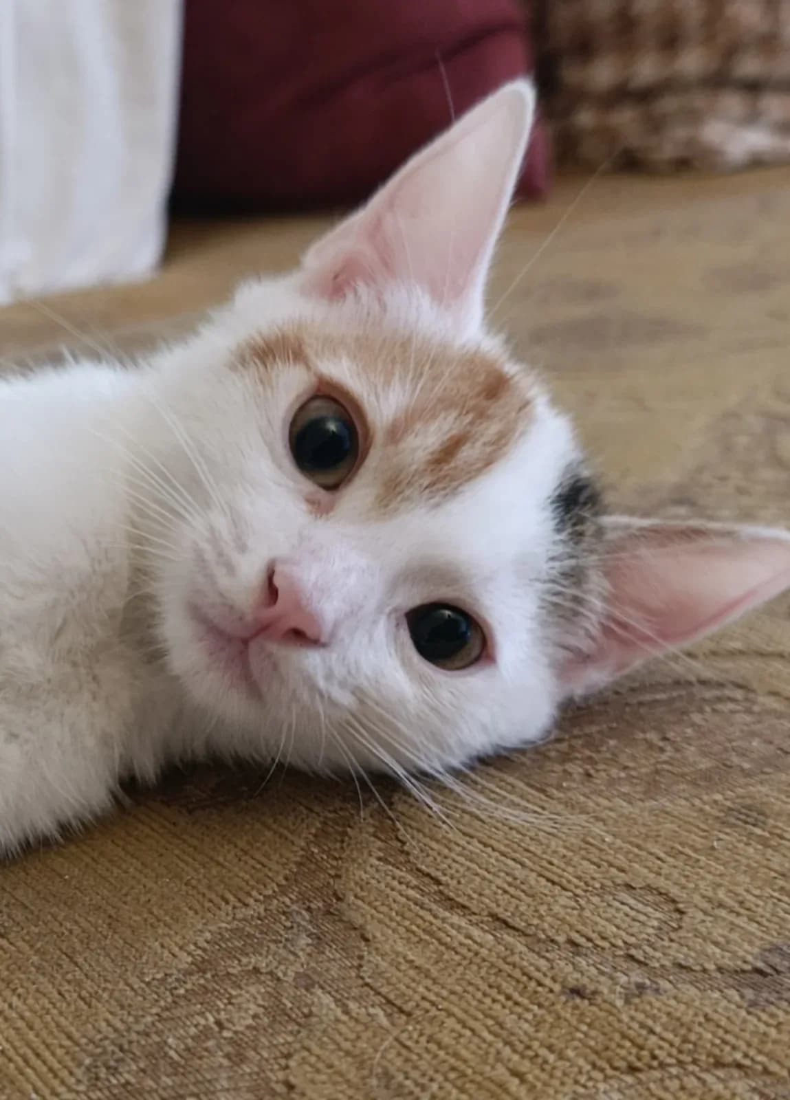 Yavru Kedi Nare Yuva Arıyor