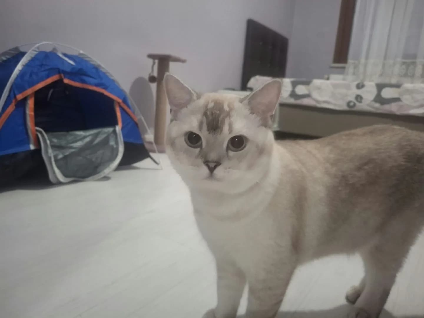British shorthair