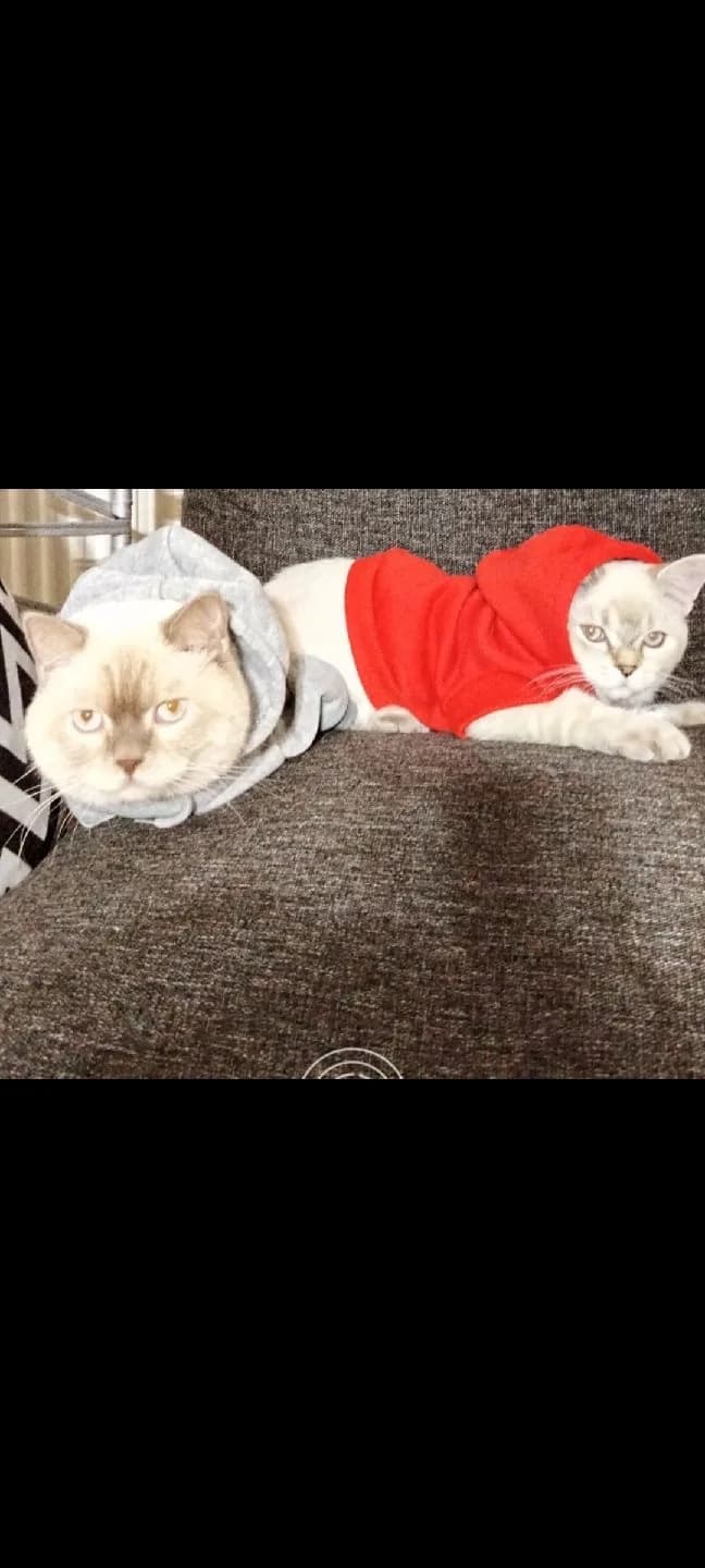 ucretsız kedi