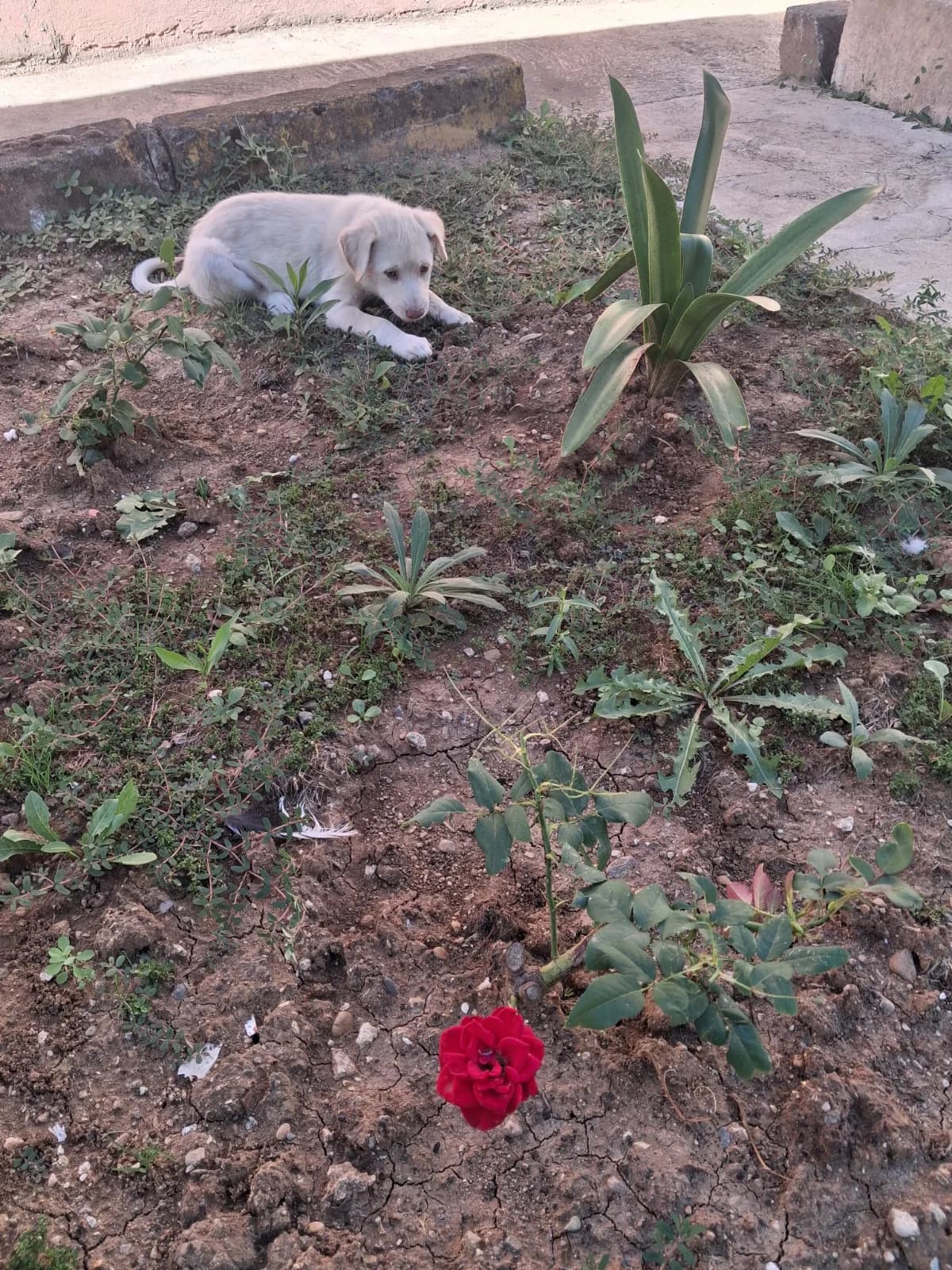 6 AYLIK YAVRU FİNO KÖPEĞİ