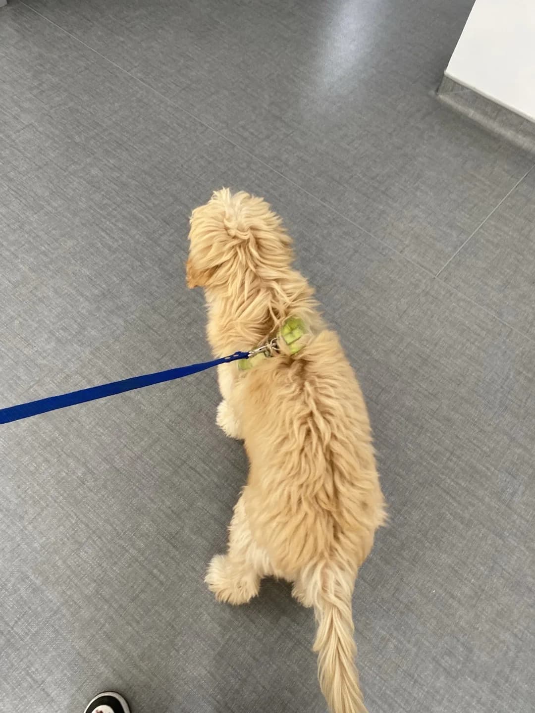 maltipoo ücretsiz acil