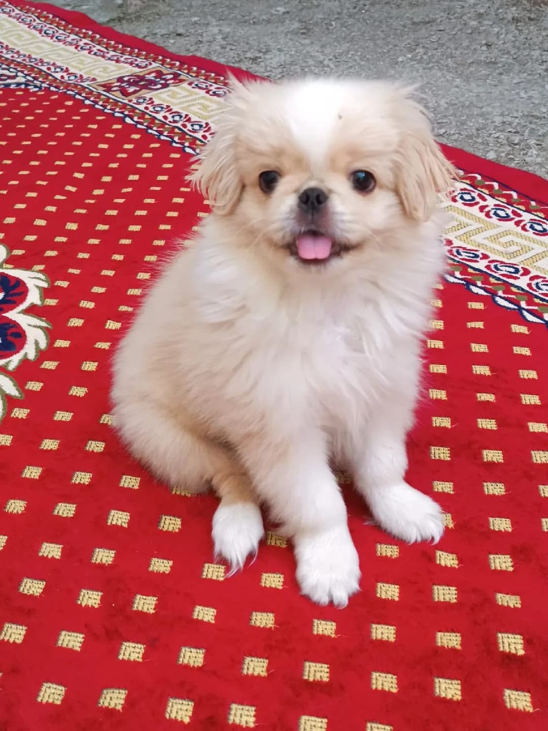 pekinez cins 5 aylık yavru köpek