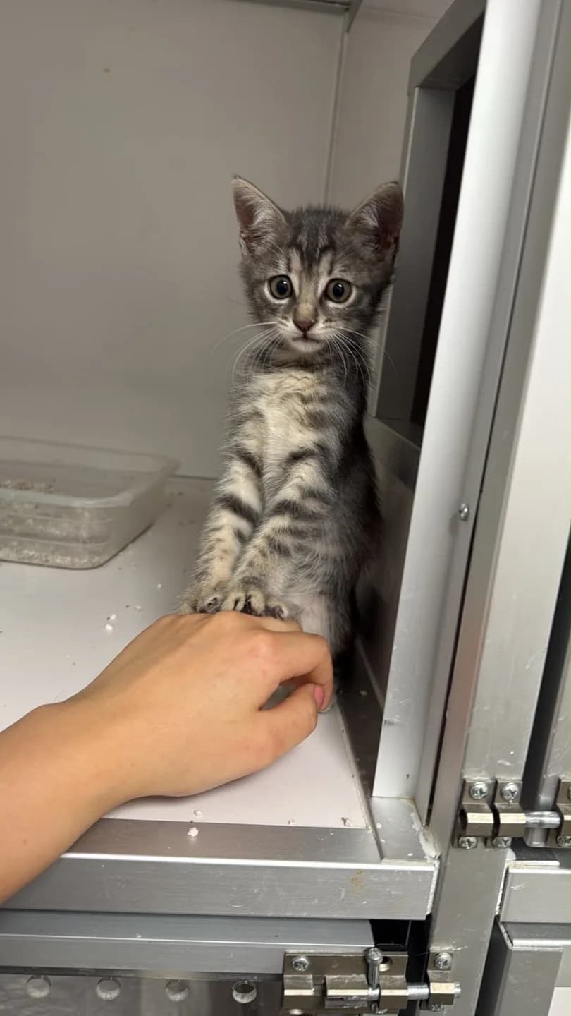 Çok oyuncu, sevgi bağımlısı minik kız