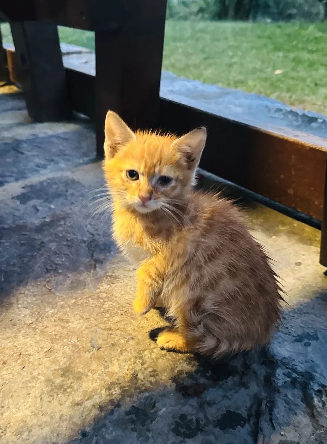 4 haftalık sarman bebişe acil yuva arıyorum