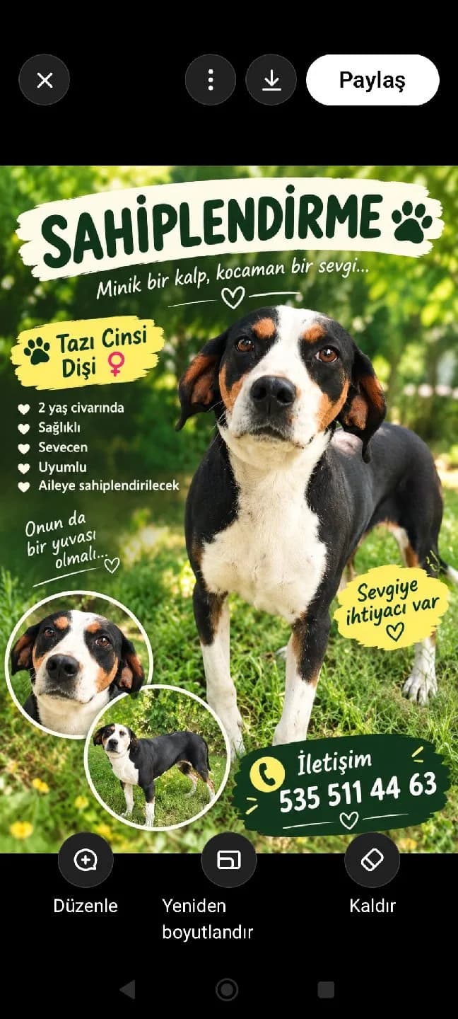 tazı cinsi köpek sahiplendirme