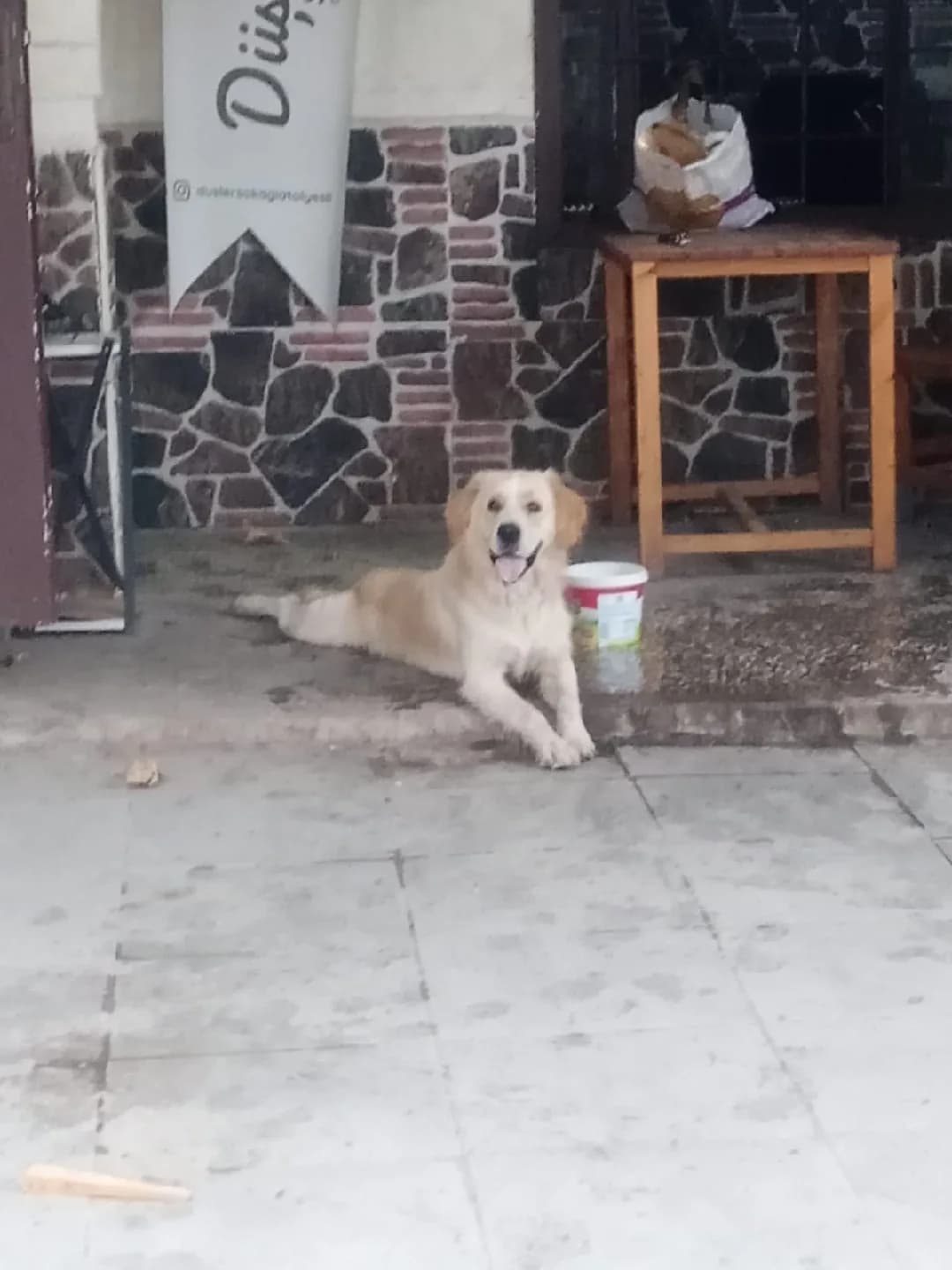 Golden köpeğimiz