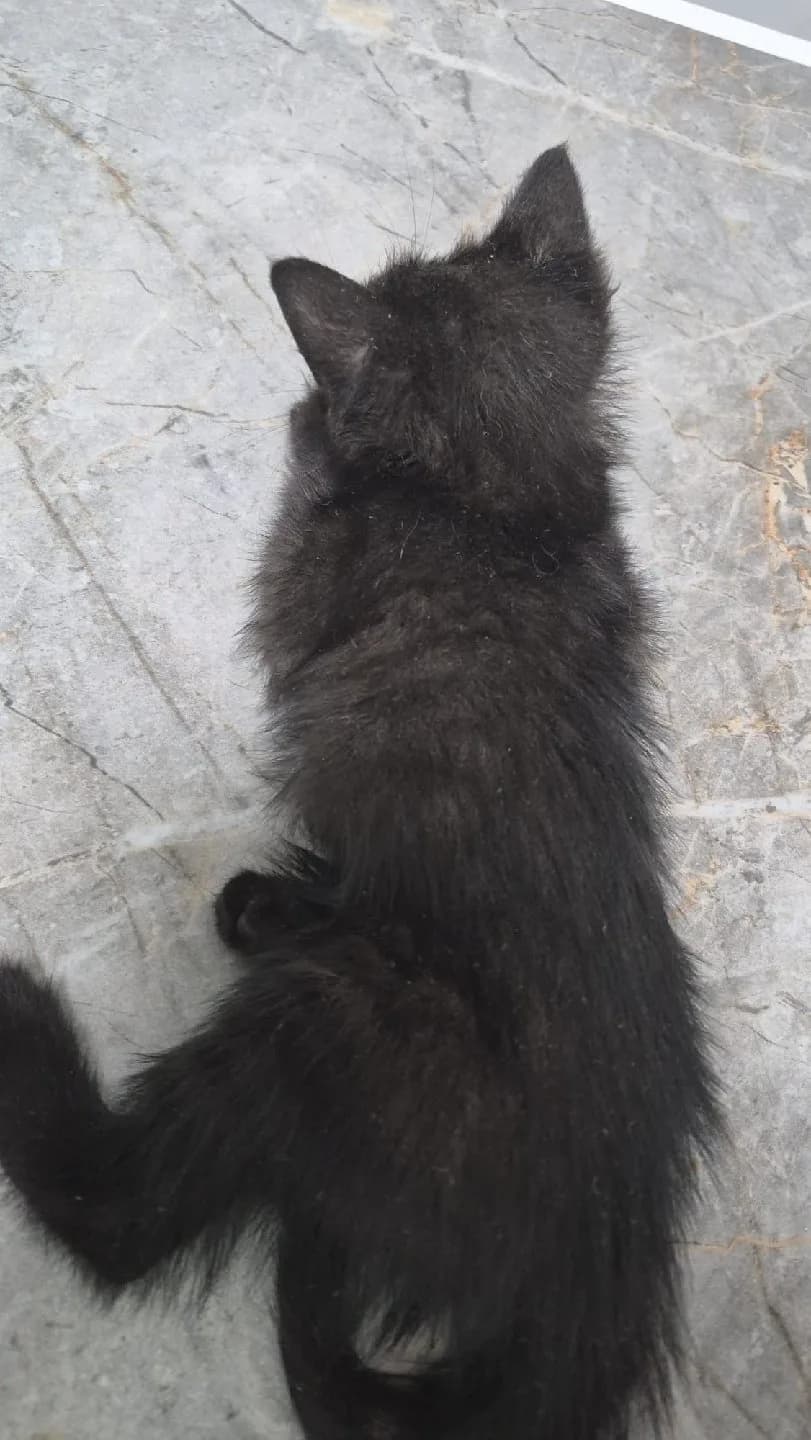 engelli yavru kedi yuva ilanı