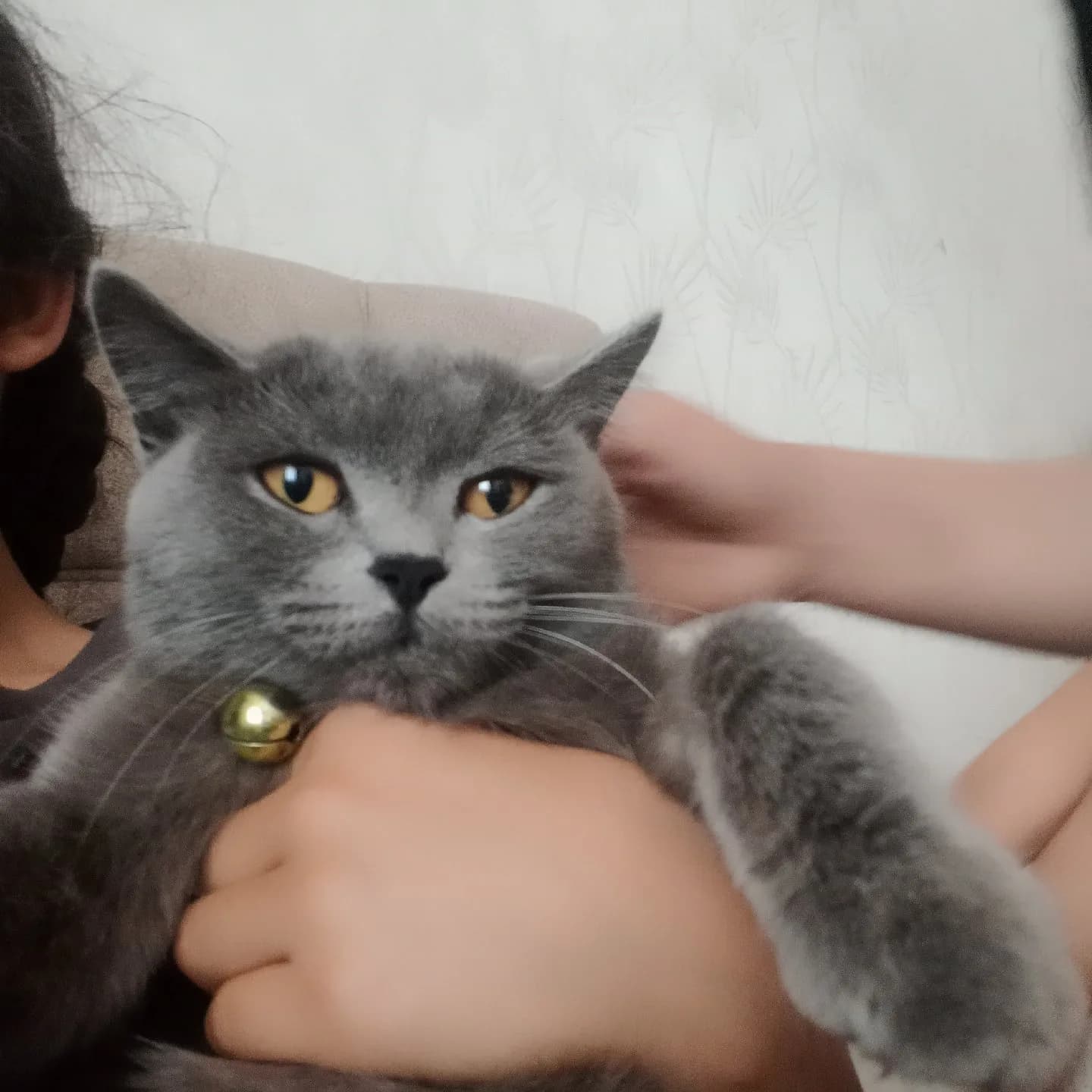 bristh kedi
