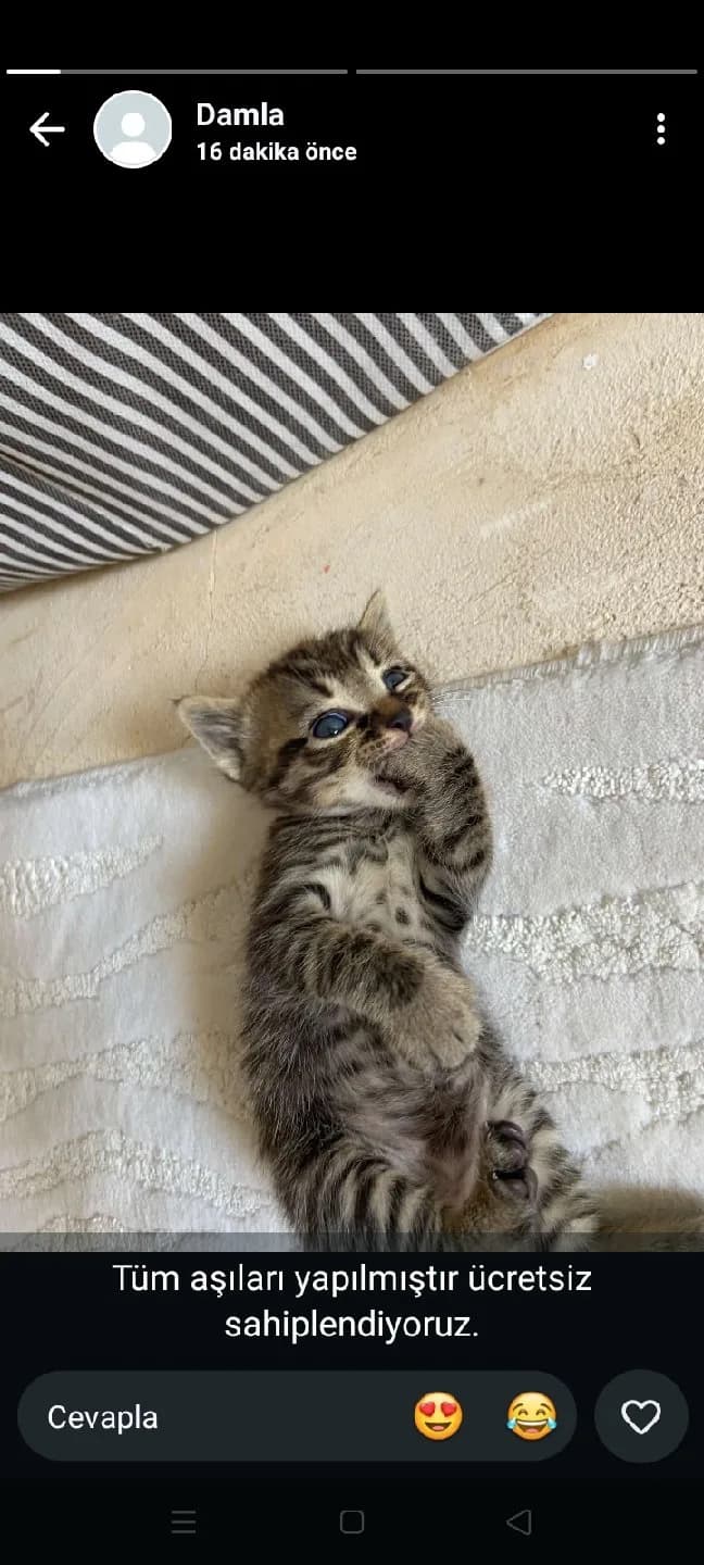 yaru kedi karamel