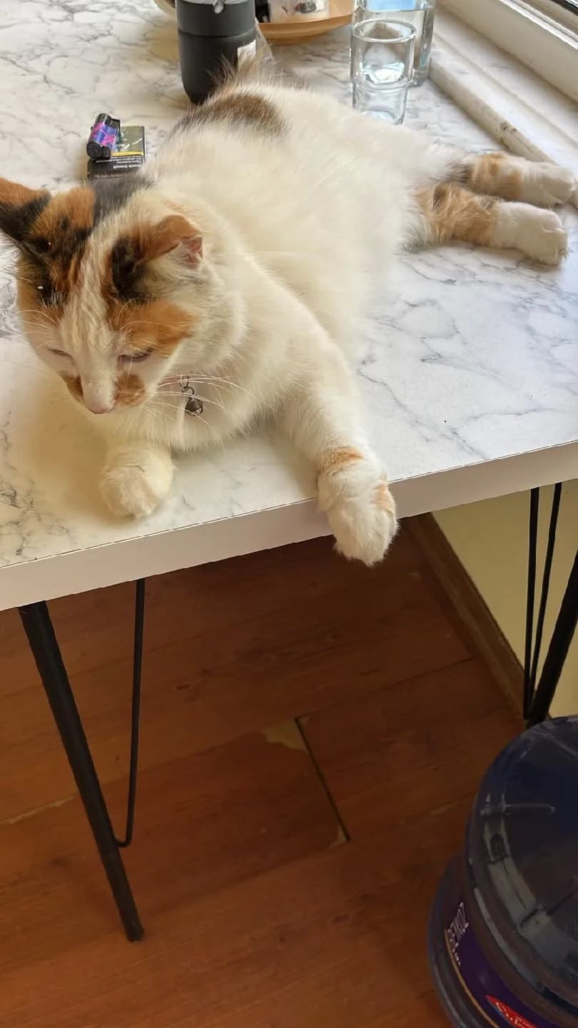 pamuk yeni bir yuva ariyor