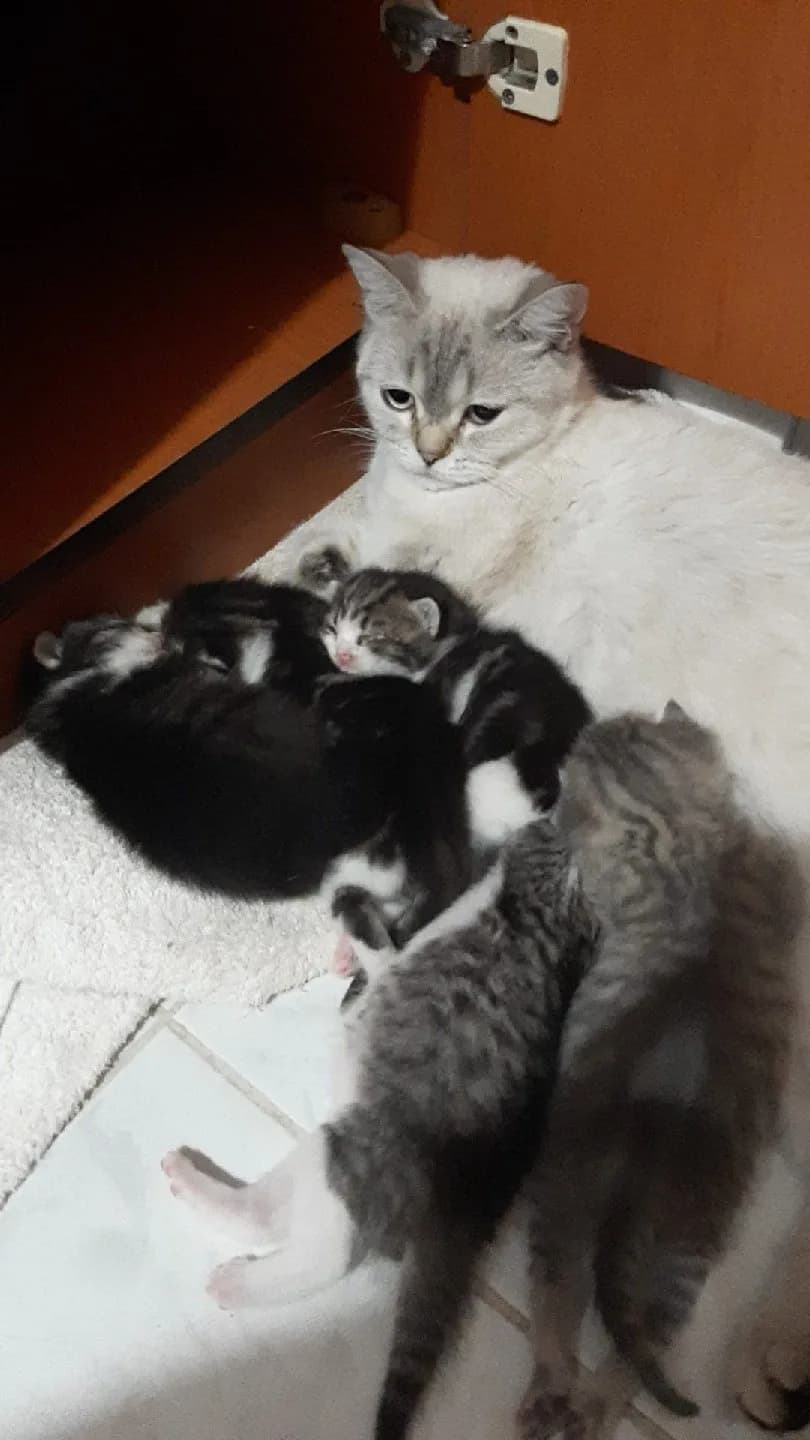 British 5 yavrulu Anne