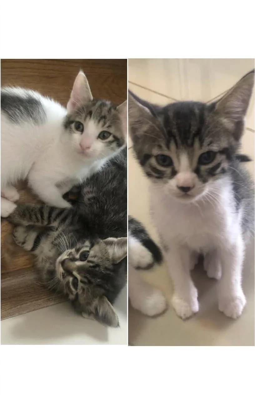 3 yavru kedi
