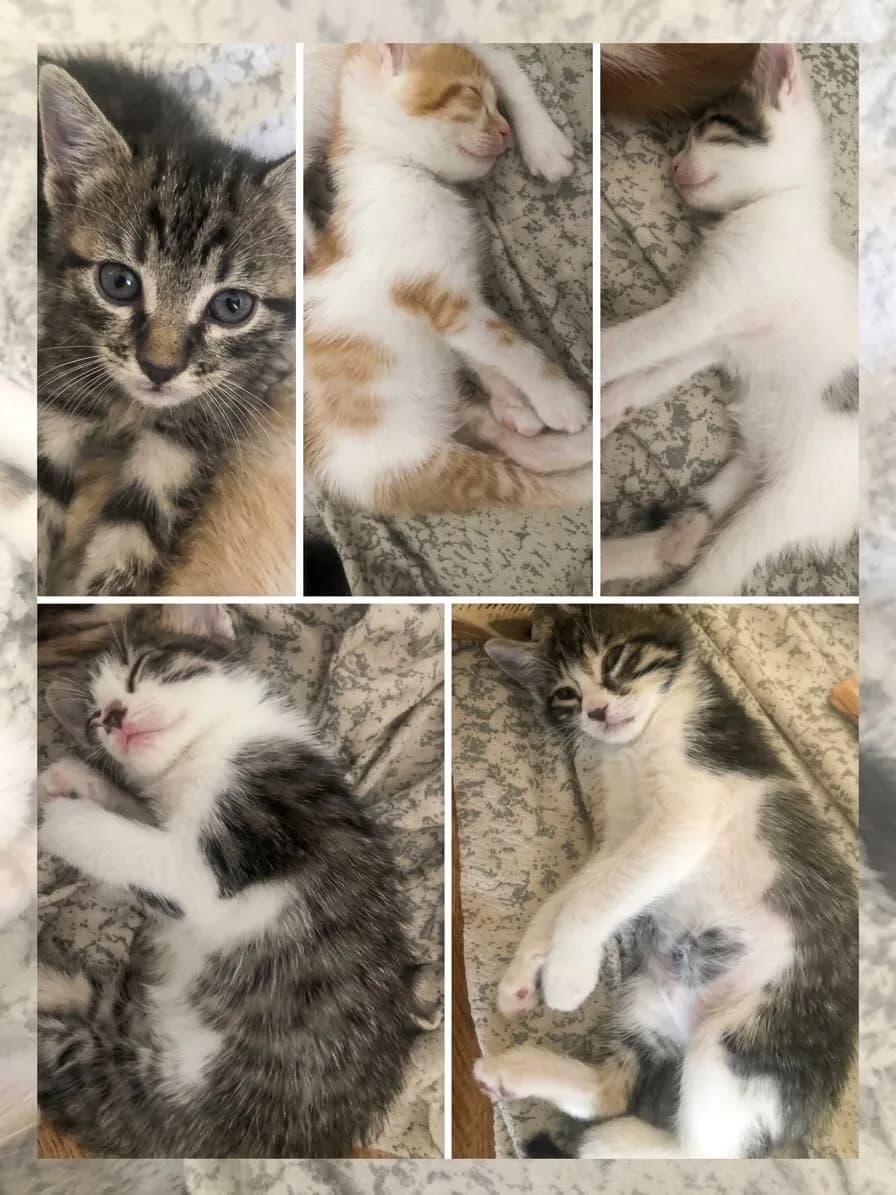 2 yavru kedi