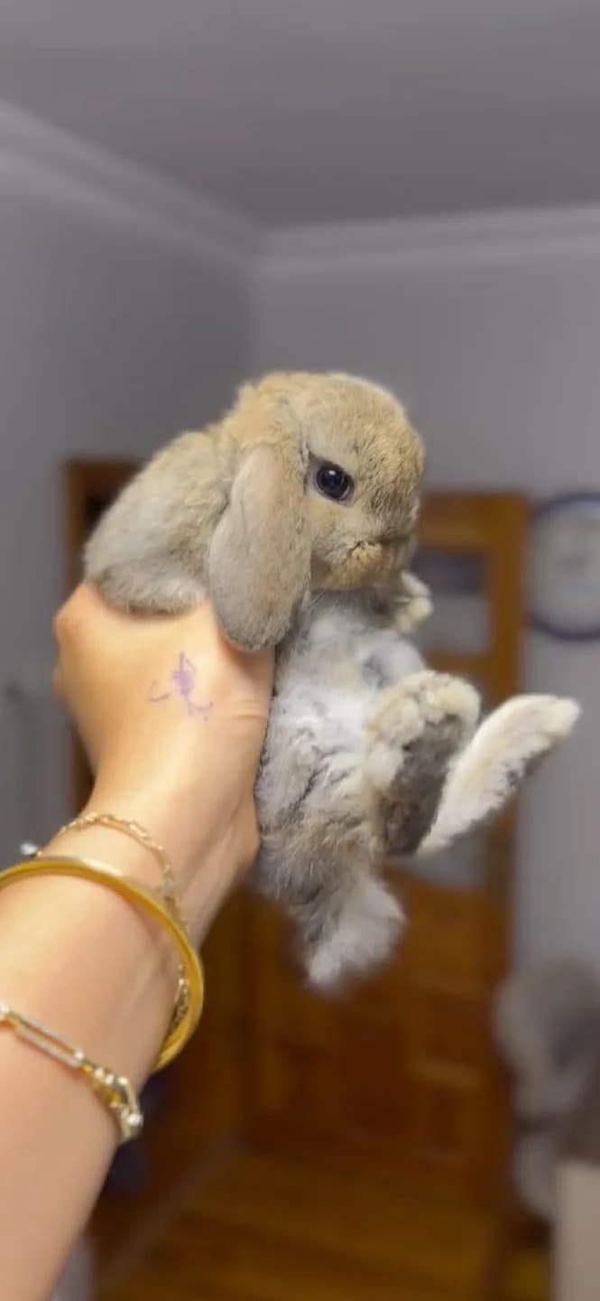Karamel Rengi Mini Lop Yavru
