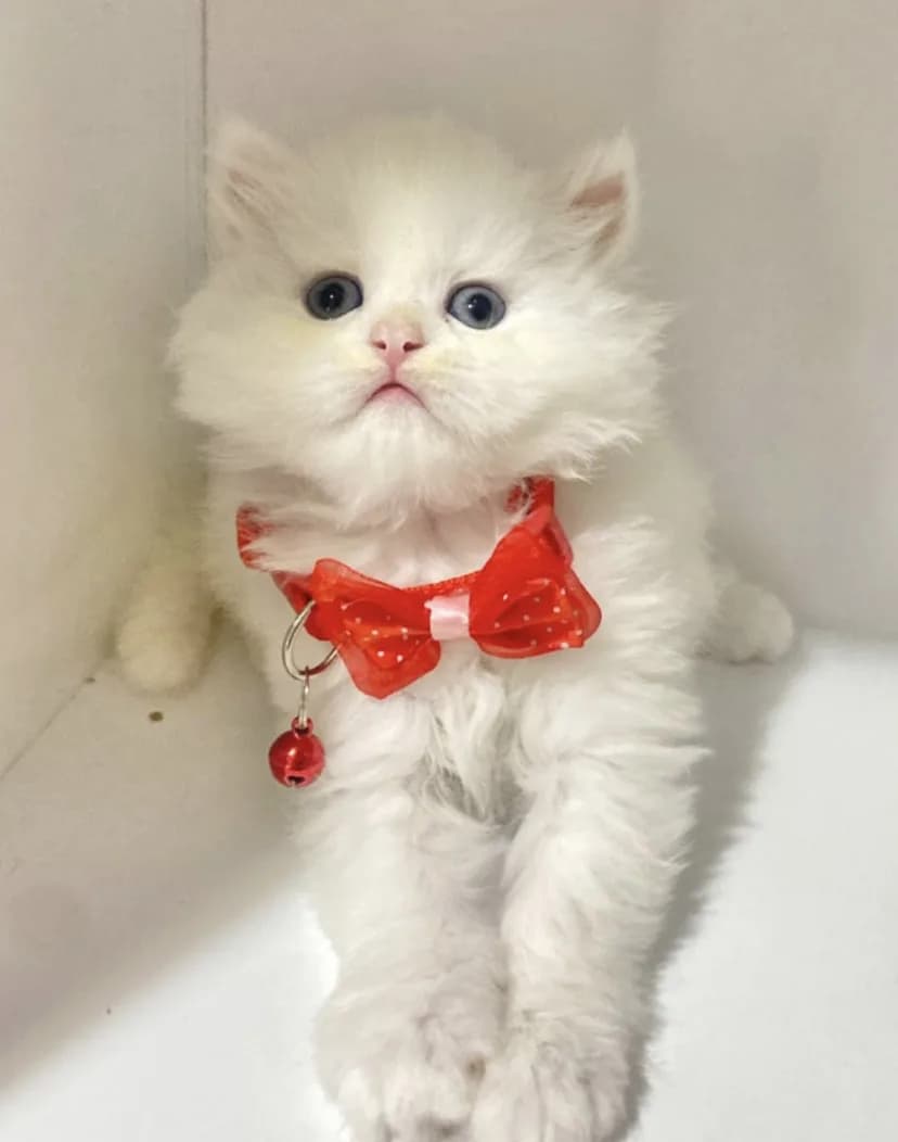 British longhair tabby ve beyaz yavrular sahiplendirilecek
