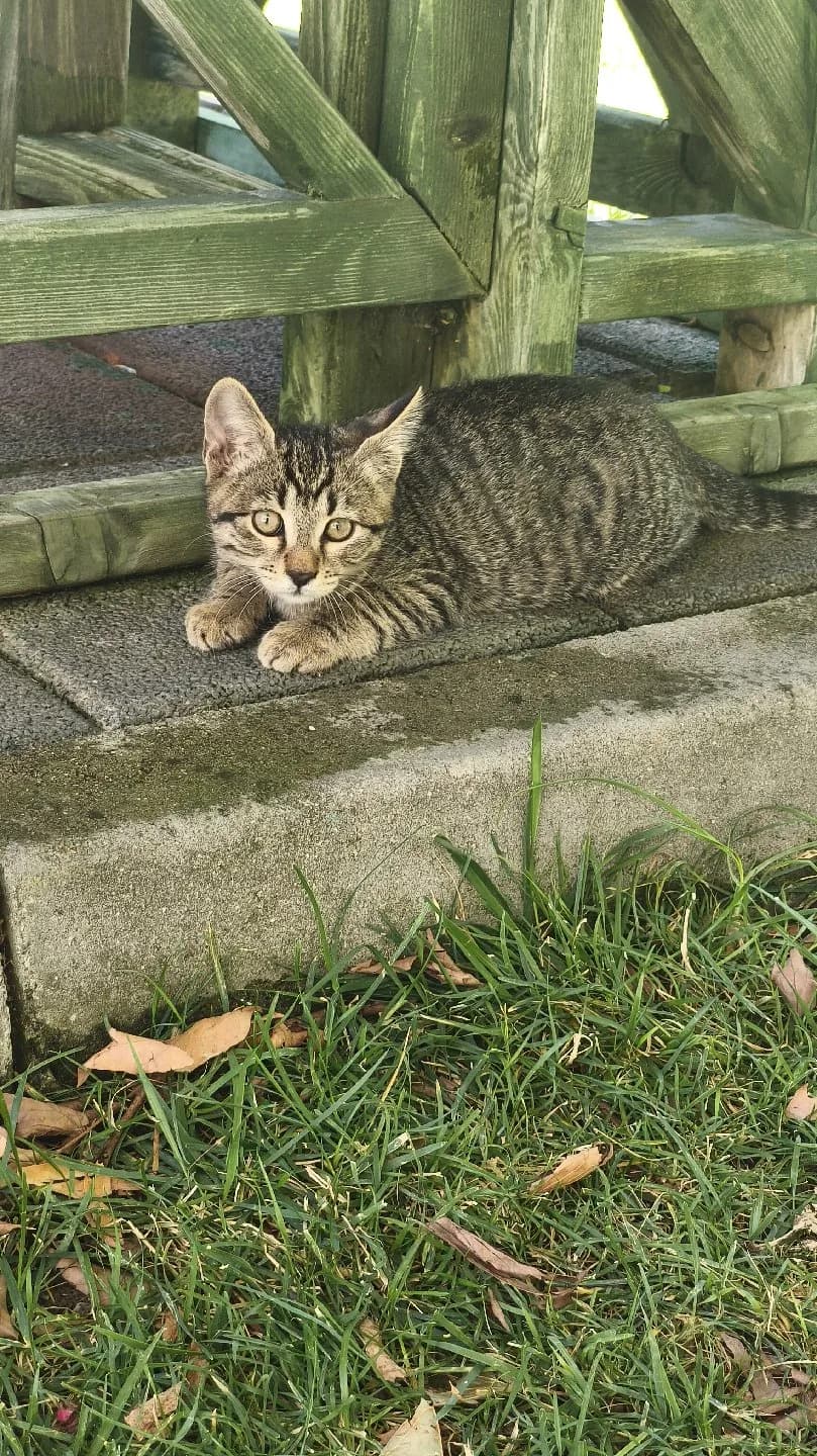 İki aylık erkek yavru kedi