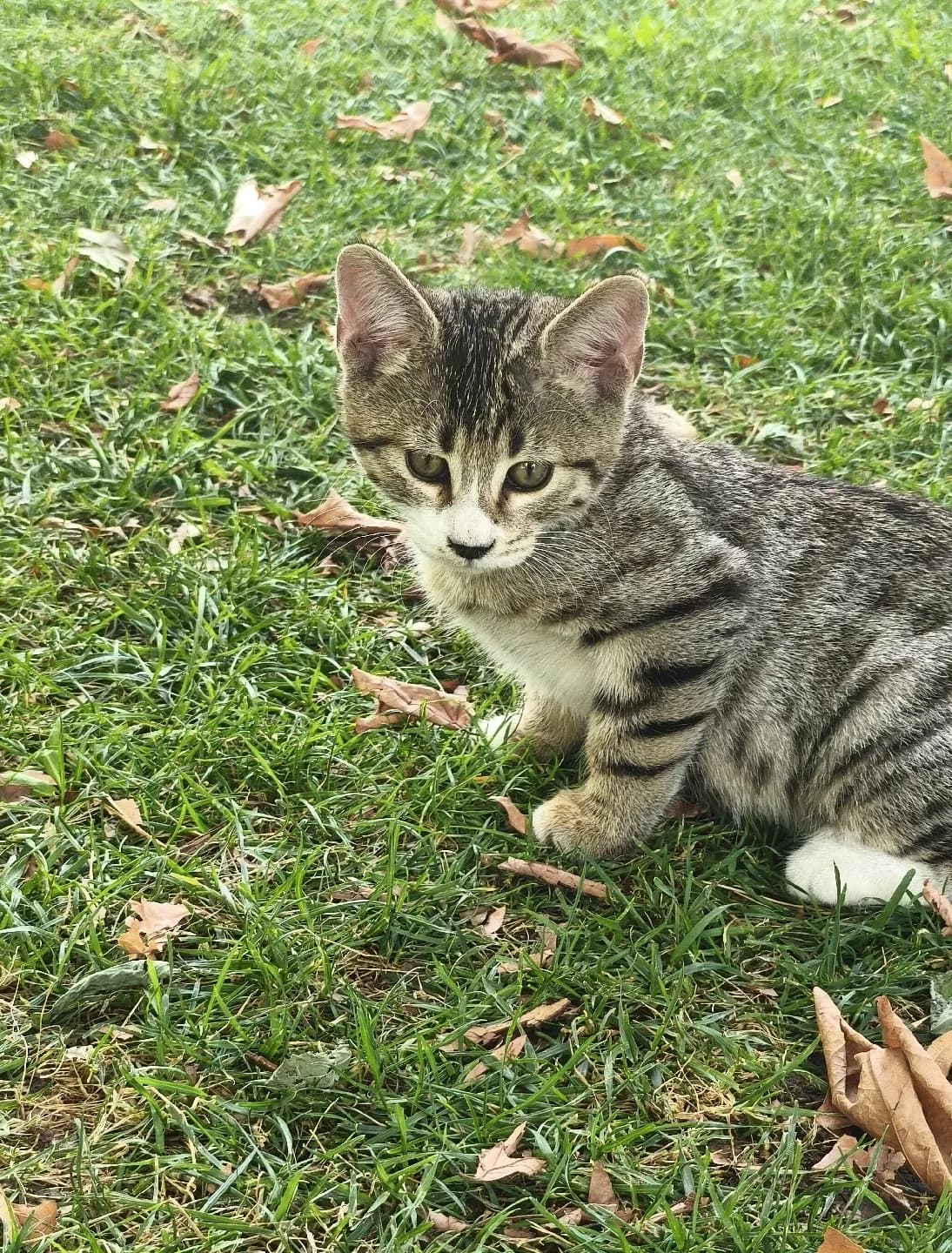 İki aylık erkek yavru kedi