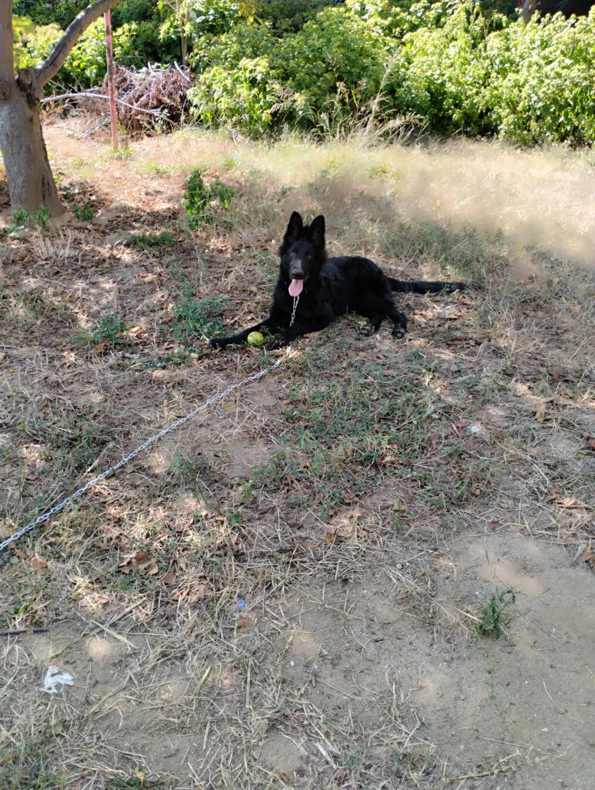 6 aylık solid black ücretsiz