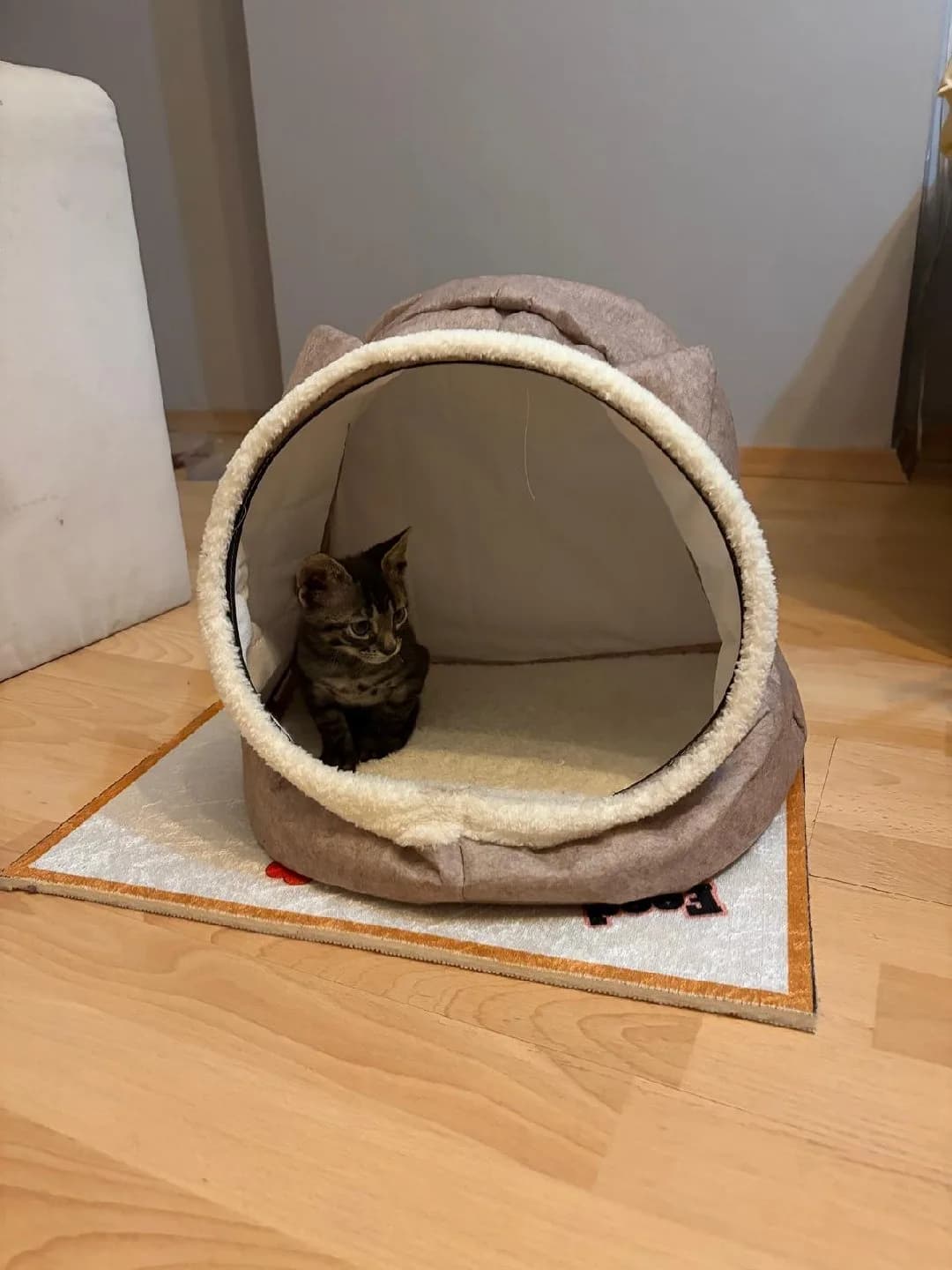 2 aylık kedi