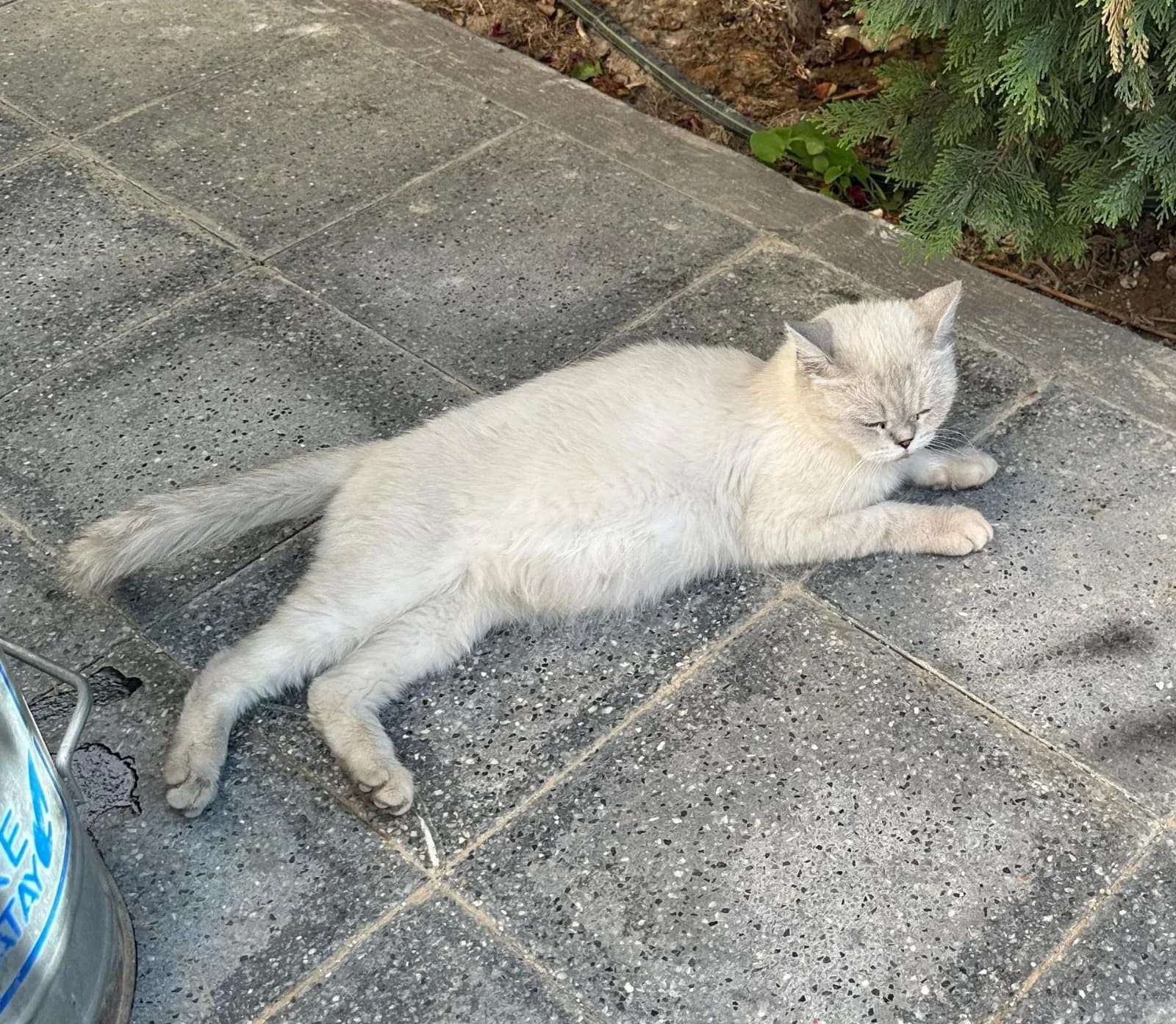 🤍🐱 Konya’da Beyaz British Shorthair Şanslı ve 5 Yavrusu İçin Yuva Aranıyor! 🏡❤️