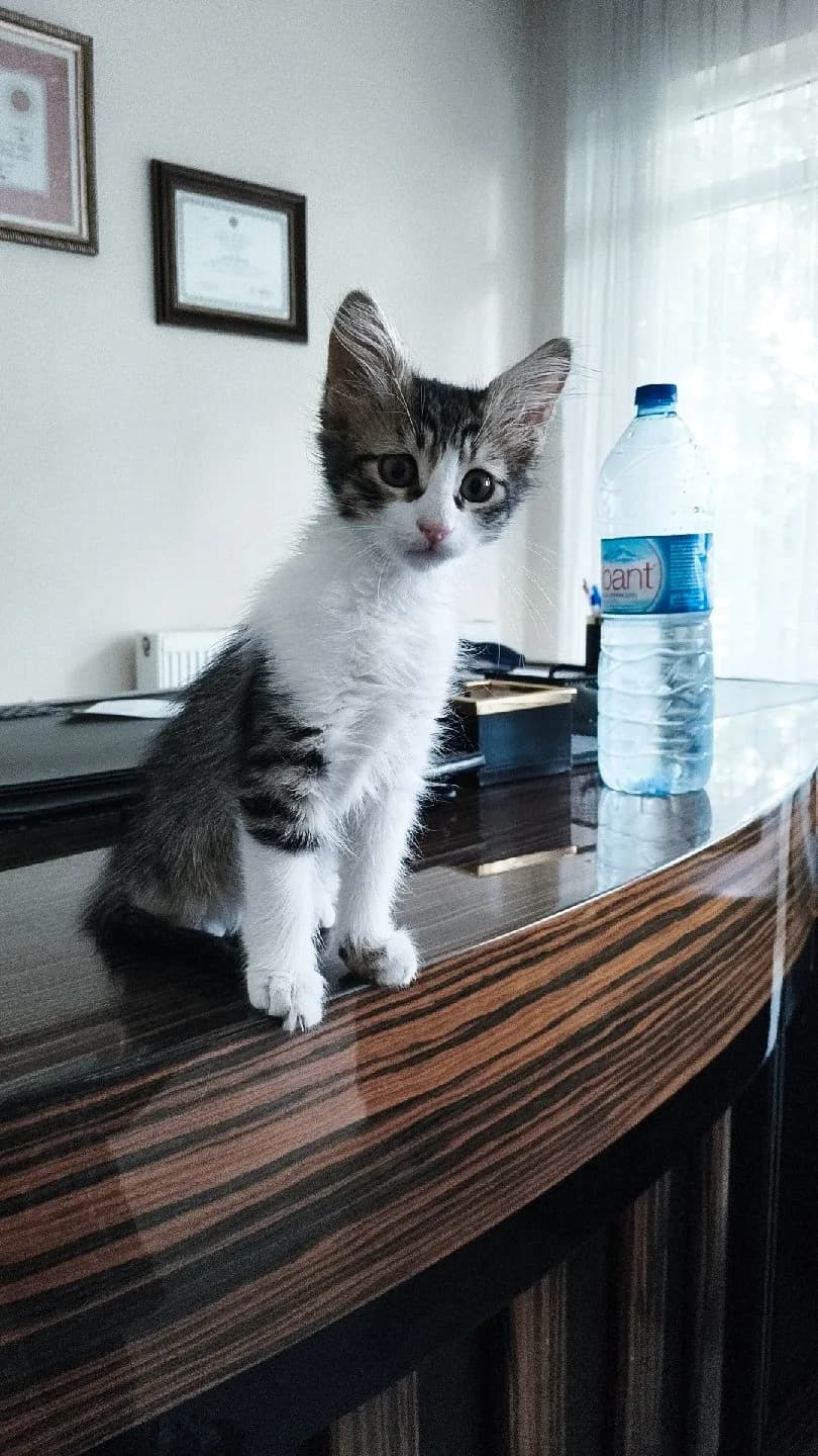 fındığın ailesi olun