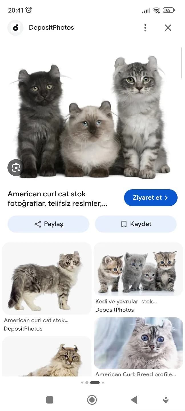 sokağa atılmış cins dişi kedi yaşını da bilmiyorum