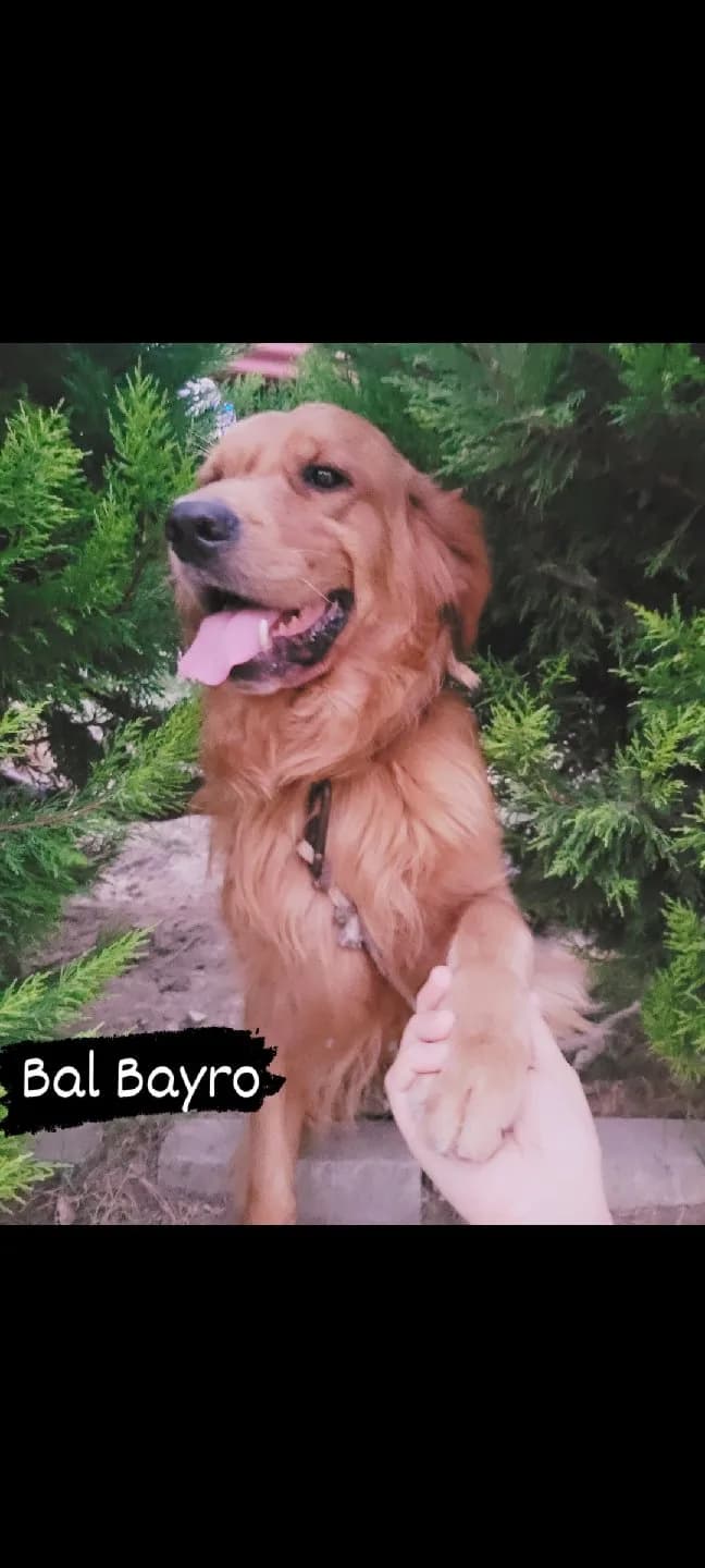 Bal Bayro ya ömürlük yuva arıyoruz