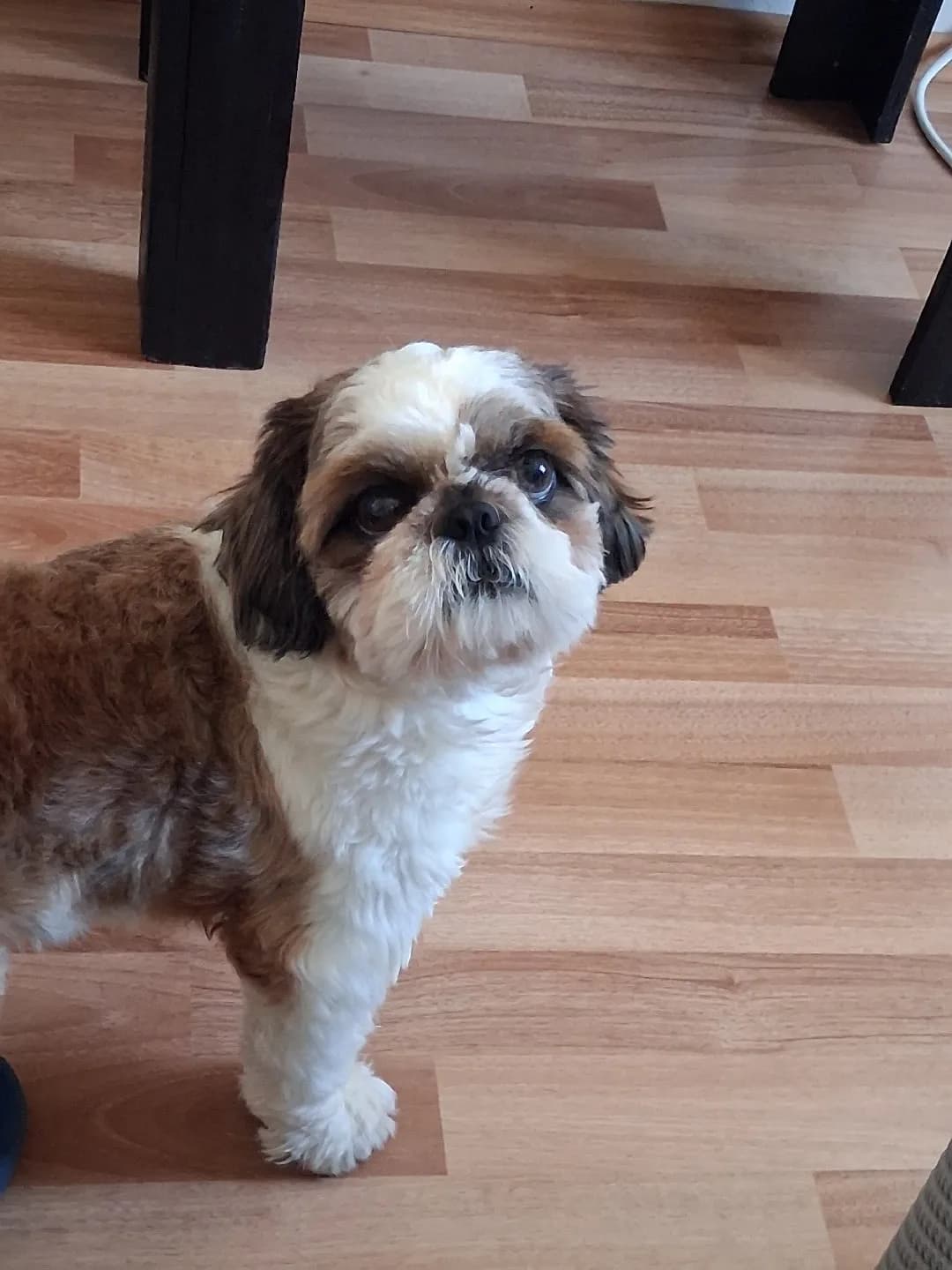 Shih Tzu Erkek