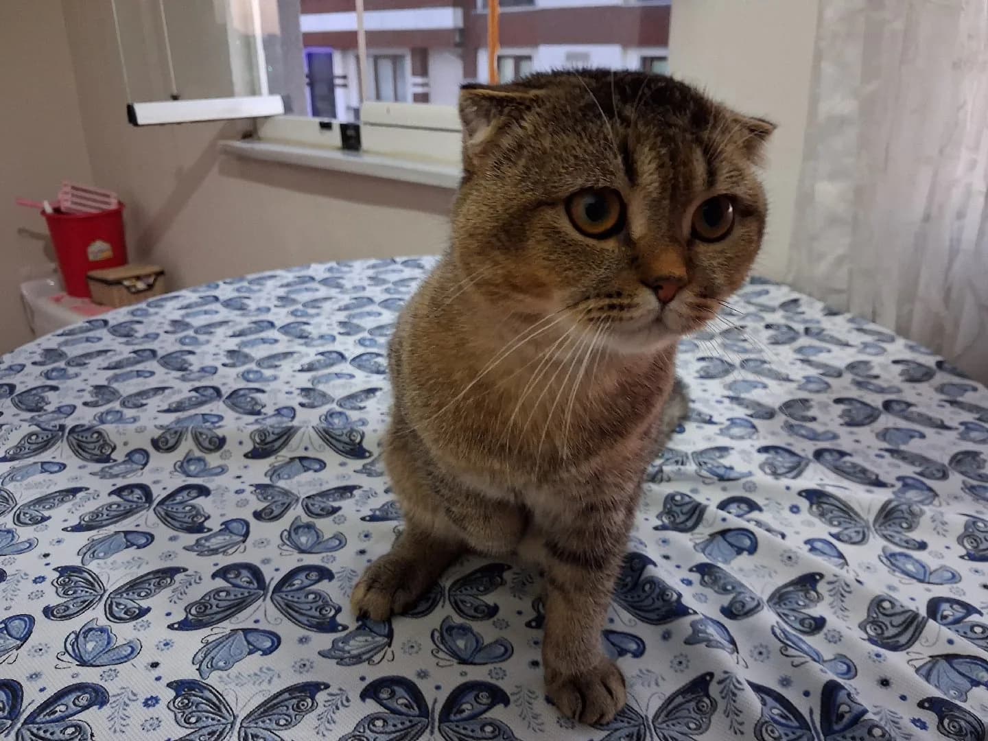 SCOTTISH FOLD Duman
