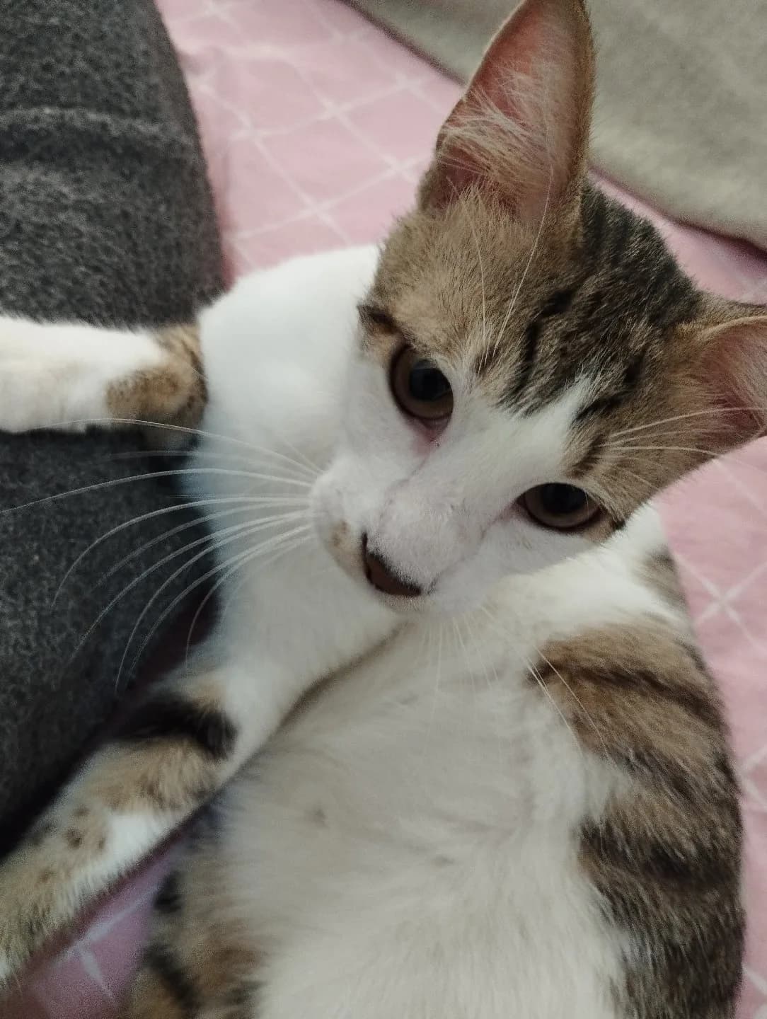 🐾 7 Aylık, Sevgi Dolu ve Oyuncu Erkek Kedimize Ömürlük Yuva Arıyoruz