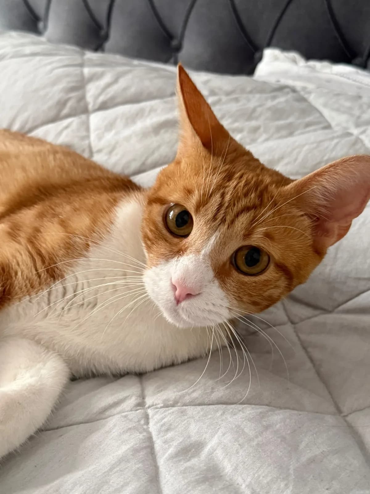 Yakışıklı Sarı Ömürlük Yuvasını Arıyor 🐱💛